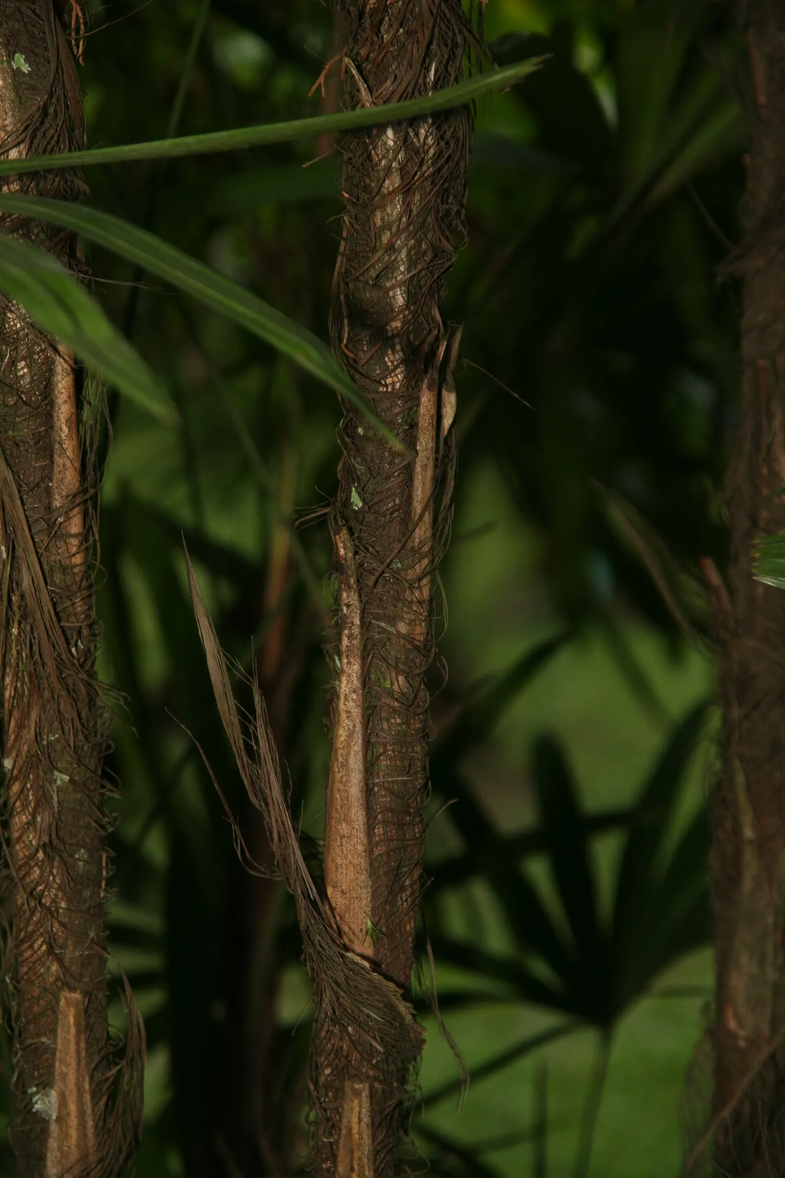 Lady Palm (Rhapis Excelsa) — depending on its environment and care.<br><br>Noted for its fan-shaped; a versatile potted or understory plant, it, image 76