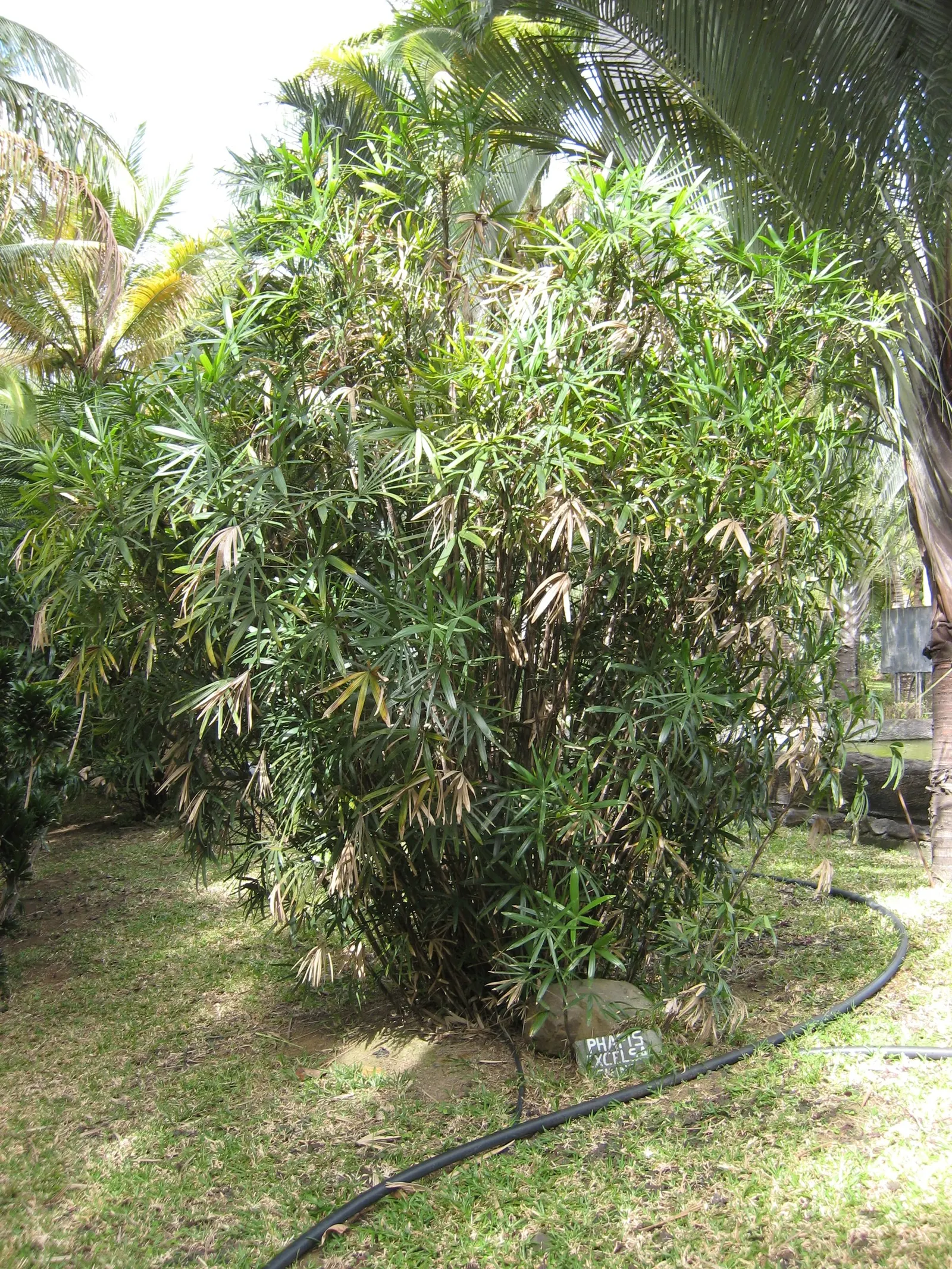 Lady Palm (Rhapis Excelsa) — suitable for both indoor and outdoor settings; depending on its environment and care.<br><br>Noted for its fan-shaped, image 89