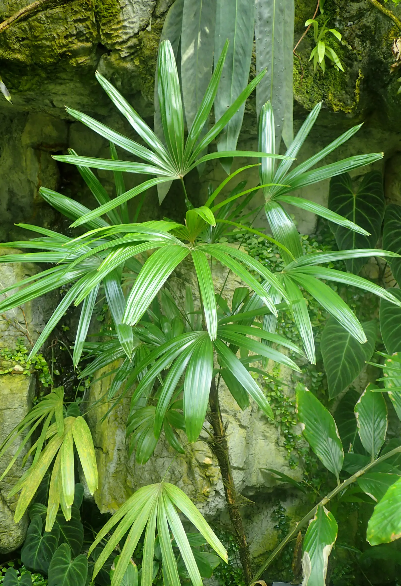 Lady Palm (Rhapis Excelsa) — glossy fronds give this air-purifying plant a lush; lady Palm, Rhapis excelsa, is an elegant, slow-growing fan palm, image 71
