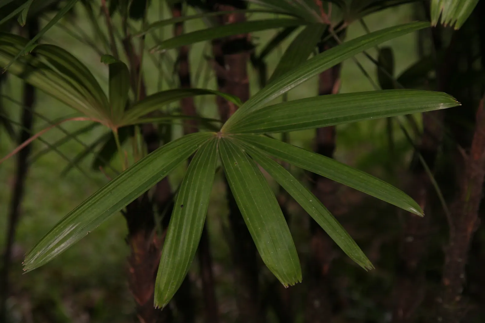 Lady Palm (Rhapis Excelsa) — The Lady Palm, Rhapis excelsa, is an elegant, slow-growing palm that hails from Southeast Asia; it prefers, image 40
