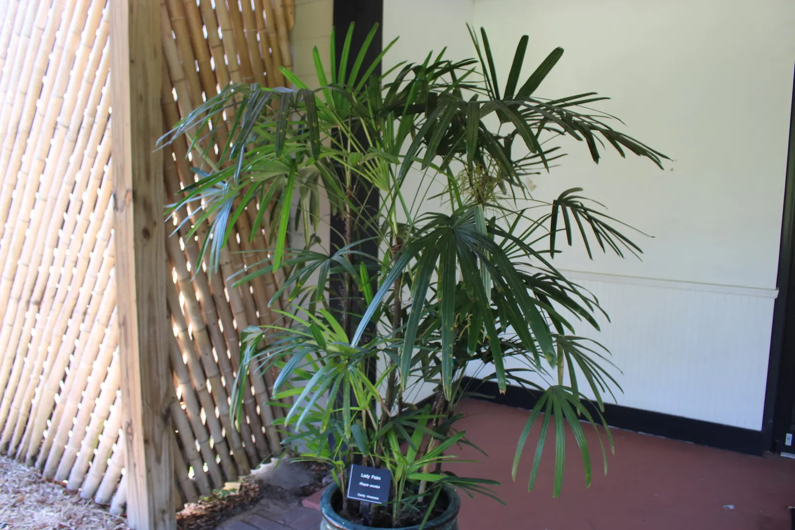 Lady Palm (Rhapis Excelsa) — In addition to its moisture needs; lady Palm can thrive in a range of light conditions, image 82