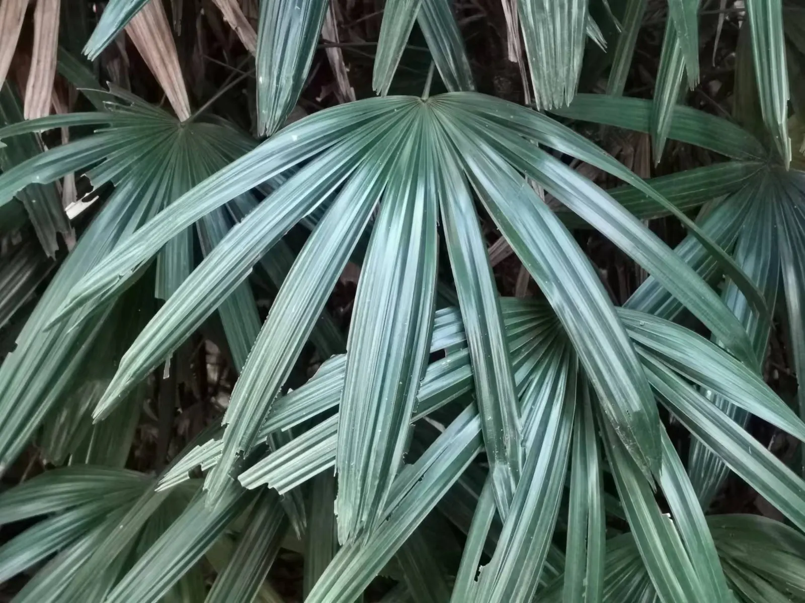 Lady Palm (Rhapis Excelsa) — A versatile potted or understory plant, it reaches an ultimate height of 5-8 feet with a spread of 3-5 feet; from low, image 87