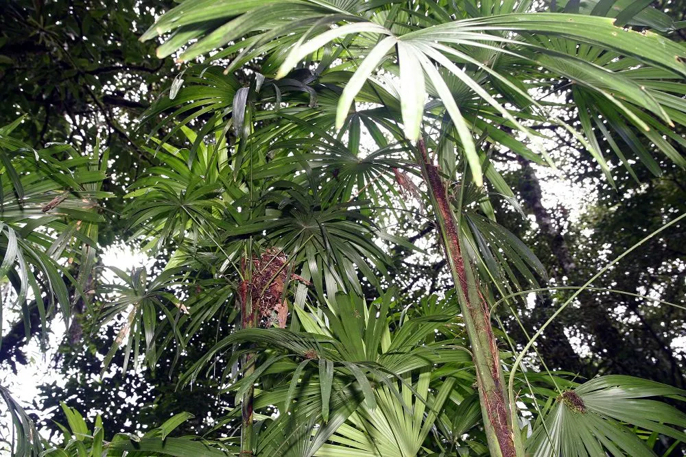 Lady Palm (Rhapis Excelsa) — it's cold-hardy up to 25 degrees Fahrenheit; grass / palm for deep shade or half or shade, image 66