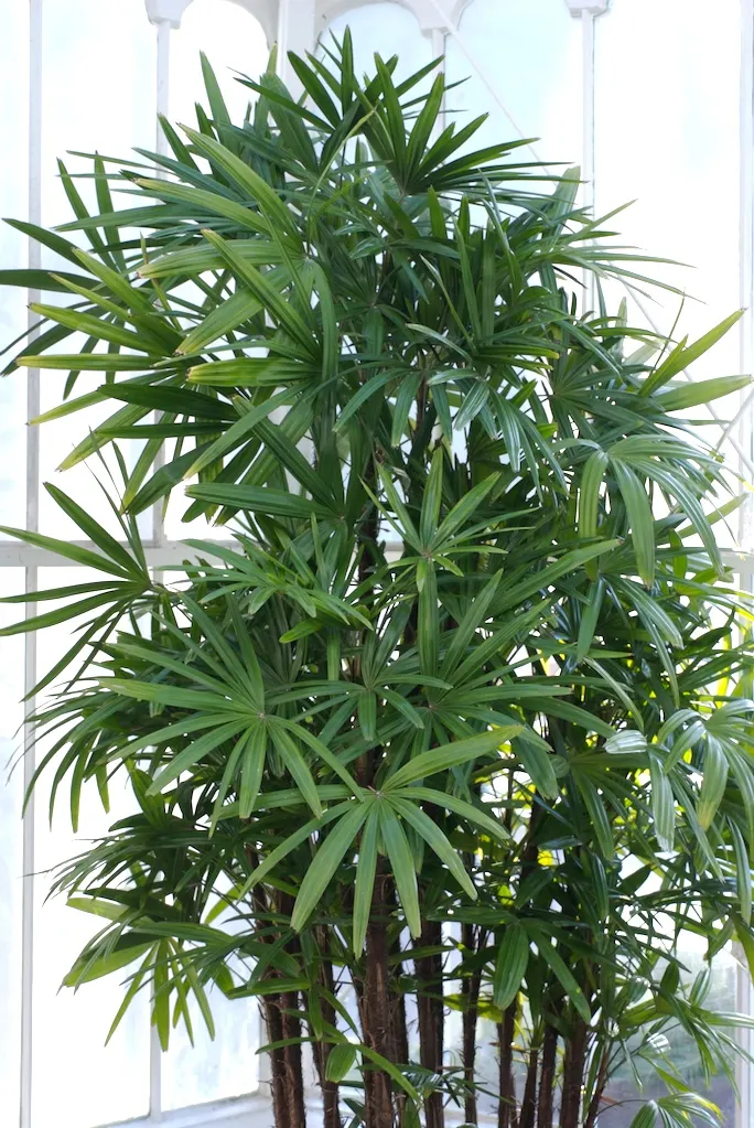 Lady Palm (Rhapis Excelsa) — it's cold-hardy up to 25 degrees Fahrenheit; grass / palm for deep shade or half or shade, image 49