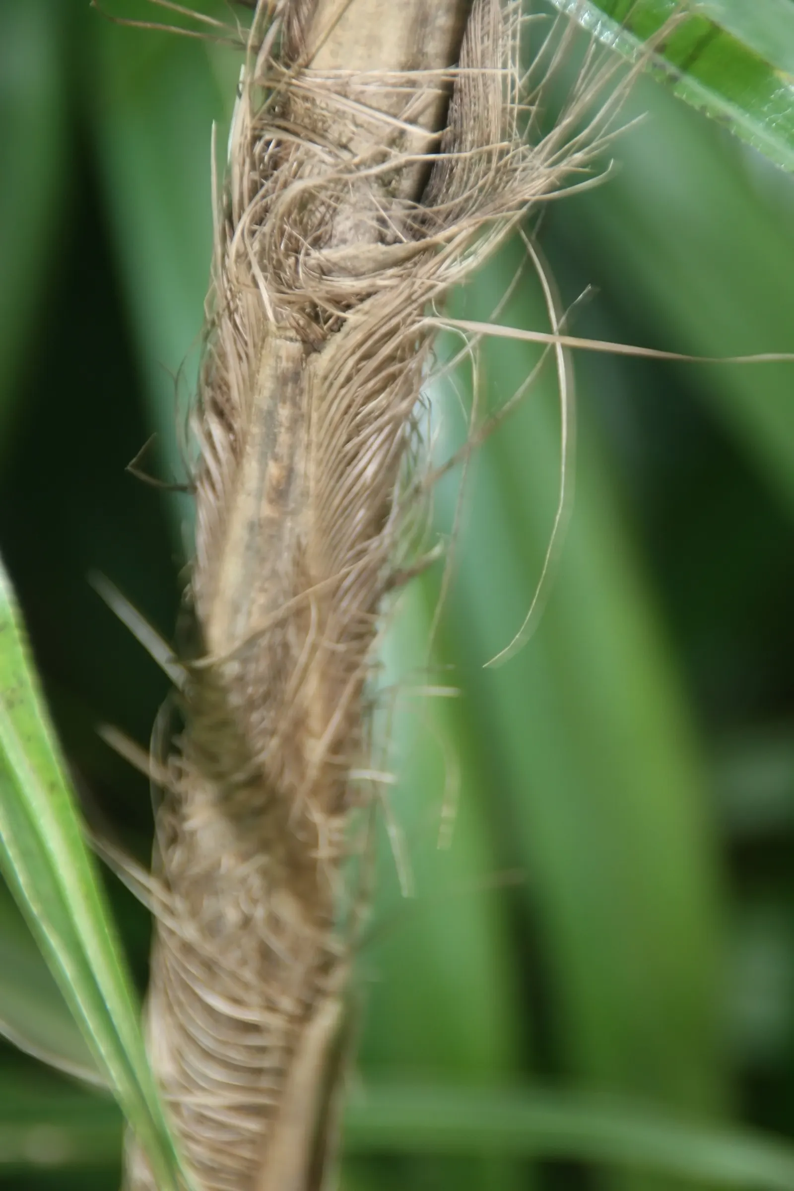Lady Palm (Rhapis Excelsa) — Lady Palm can thrive in a range of light conditions; the Lady Palm is a compelling selection, image 78