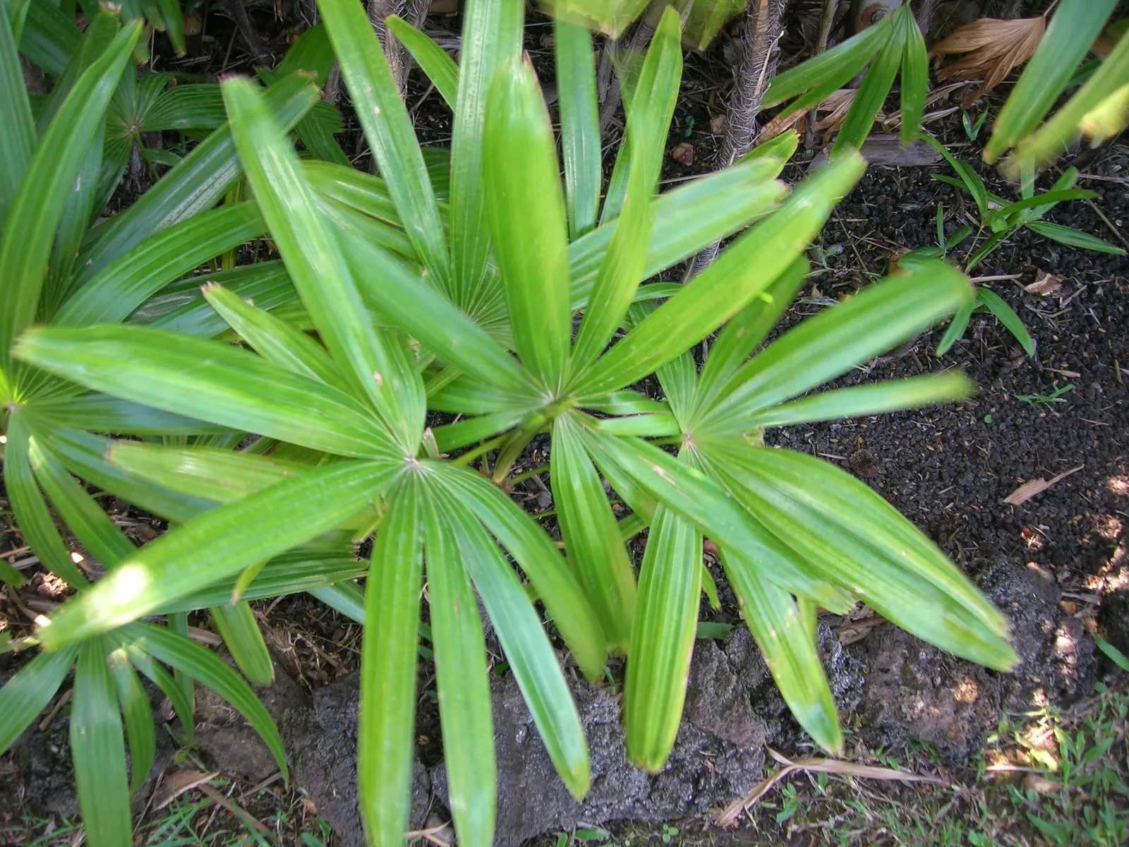 Lady Palm (Rhapis Excelsa) — glossy fronds give this air-purifying plant a lush; lady Palm, Rhapis excelsa, is an elegant, slow-growing fan palm, image 88