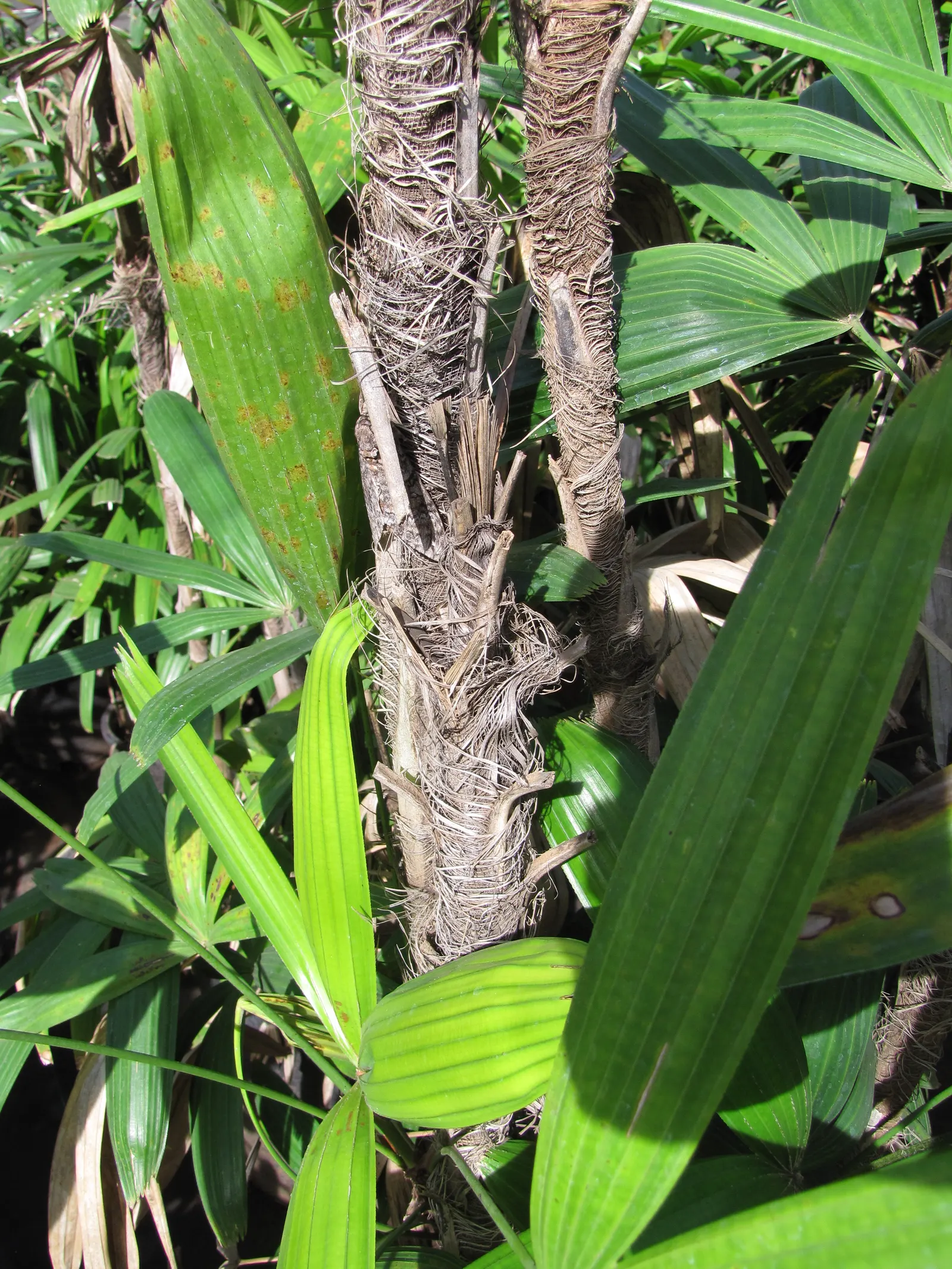 Lady Palm (Rhapis Excelsa) — from low indirect light to partial shade; the Lady Palm, Rhapis excelsa, is an elegant, slow-growing palm that hails from