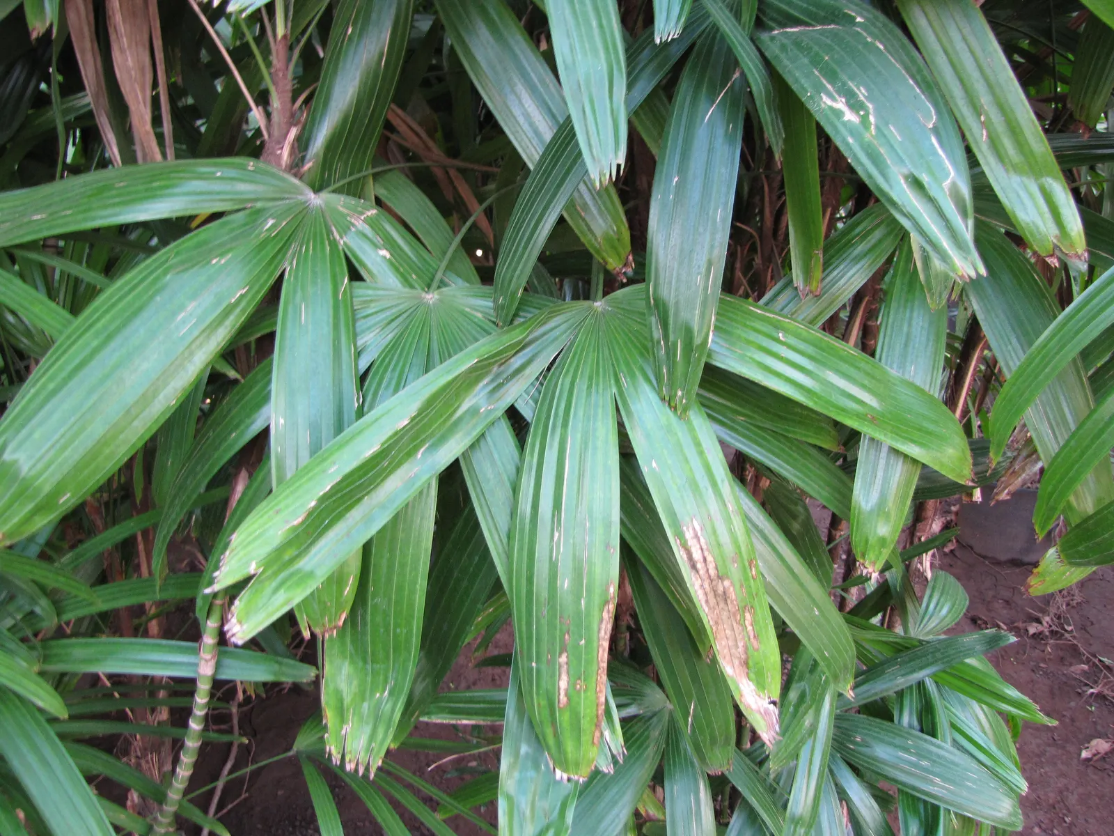 Lady Palm (Rhapis Excelsa) — grass / palm for deep shade or half or shade; in addition to its moisture needs, image 51
