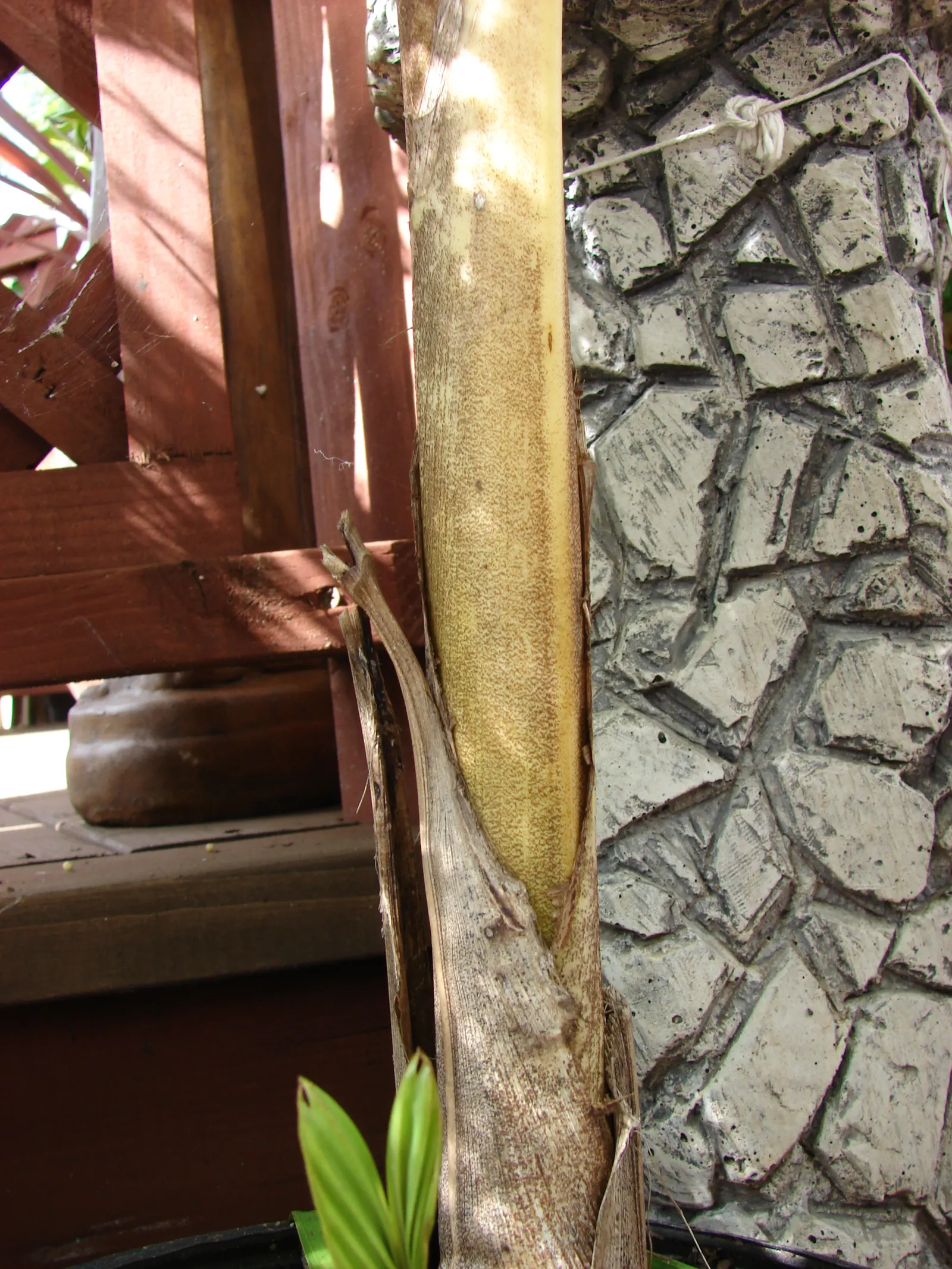 Lady Palm (Rhapis Excelsa) — It prefers well-draining soil and consistent moisture to maintain its vibrant appearance; it's cold-hardy up to 25, image 39