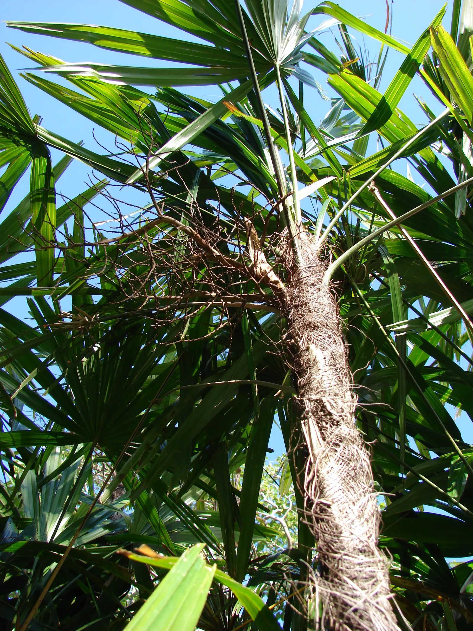 Lady Palm (Rhapis Excelsa) — fertile soil with a neutral to slightly acidic pH; glossy fronds give this air-purifying plant a lush, image 64
