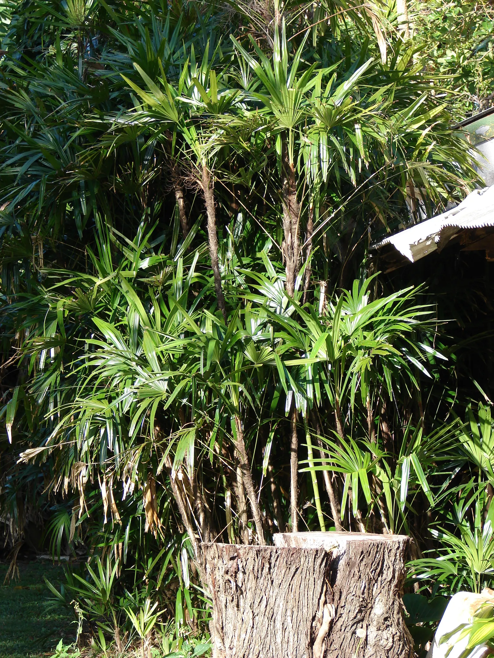 Lady Palm (Rhapis Excelsa) — A versatile potted or understory plant, it reaches an ultimate height of 5-8 feet with a spread of 3-5 feet; from low indirect
