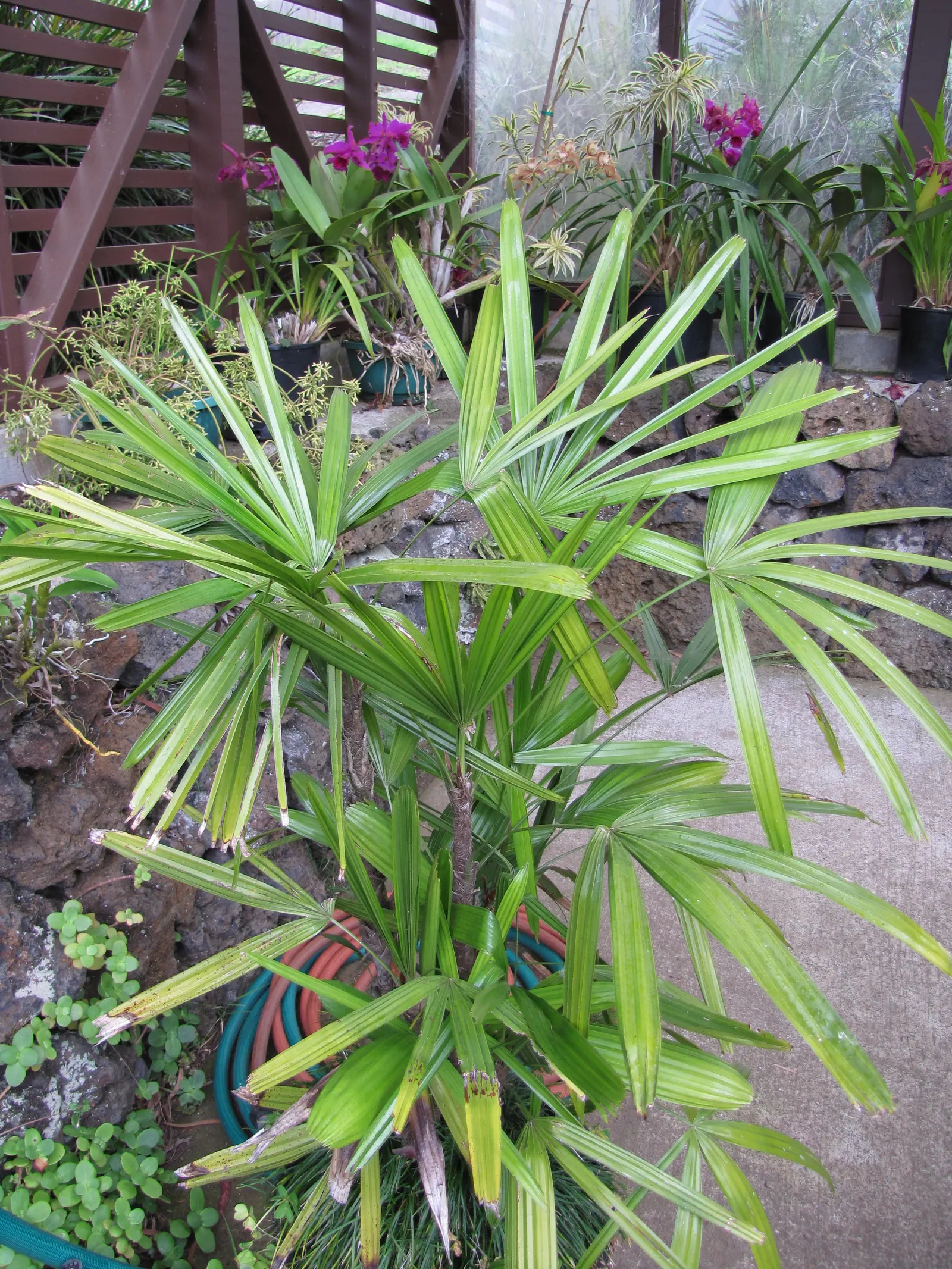 Lady Palm (Rhapis Excelsa) — glossy leaves which are divided into broad, image 26