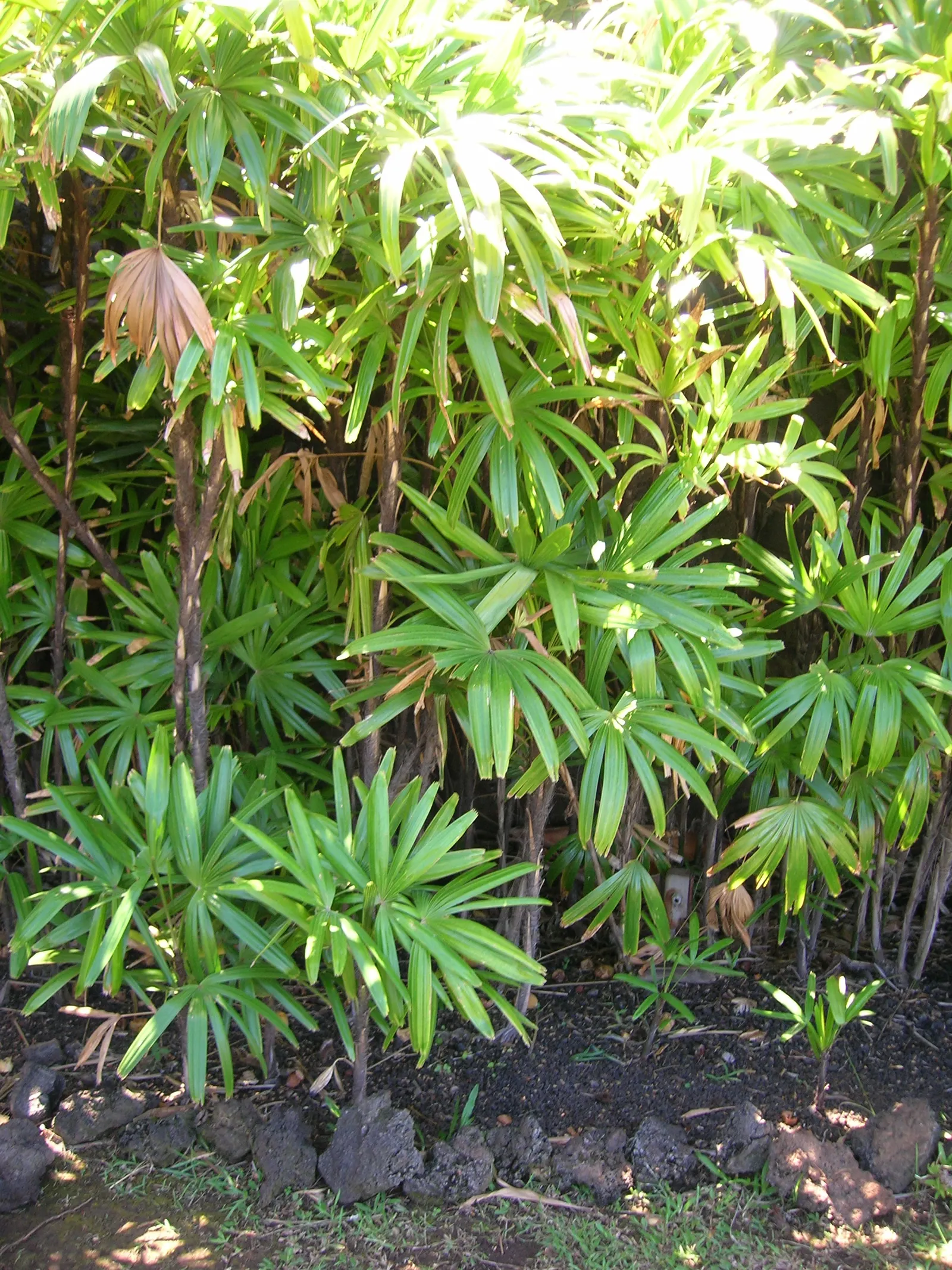 Lady Palm (Rhapis Excelsa) — Rhapis excelsa is recognized for its excellent air-purifying qualities.<br><br>This palm prefers well-draining; fertile soil with