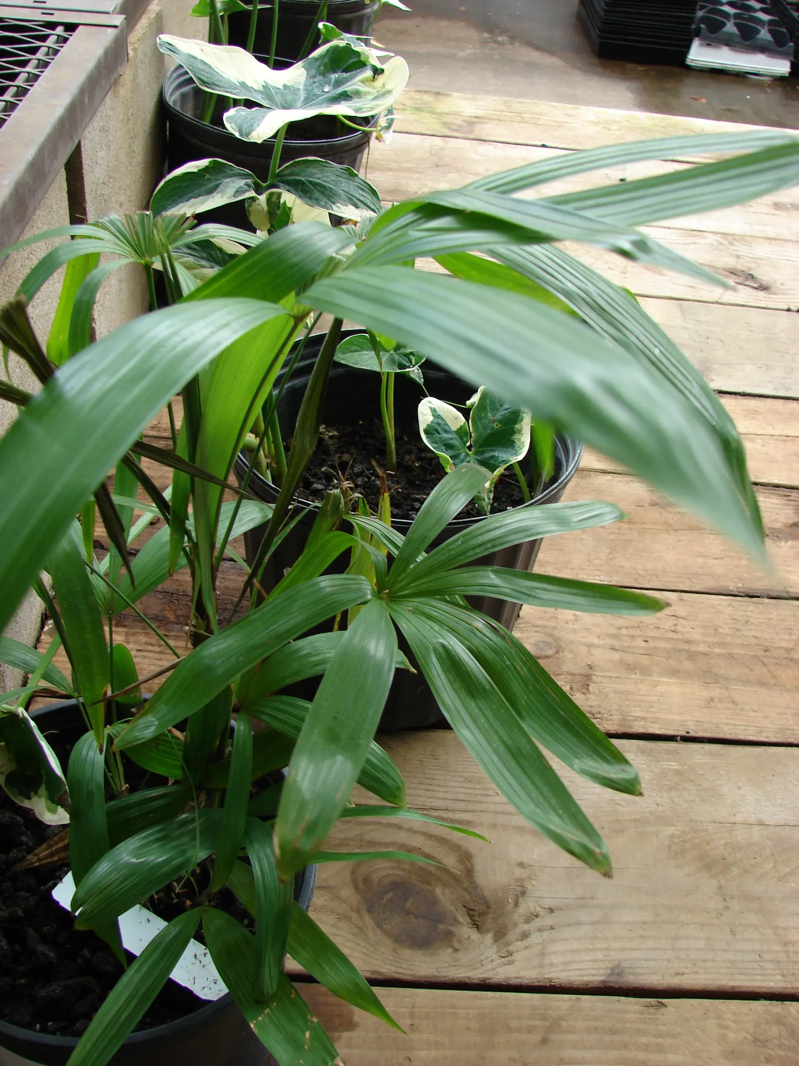 Lady Palm (Rhapis Excelsa) — This versatile plant is ideal for landscape designs intent on evoking a lush; rhapis excelsa is recognized for its excellent