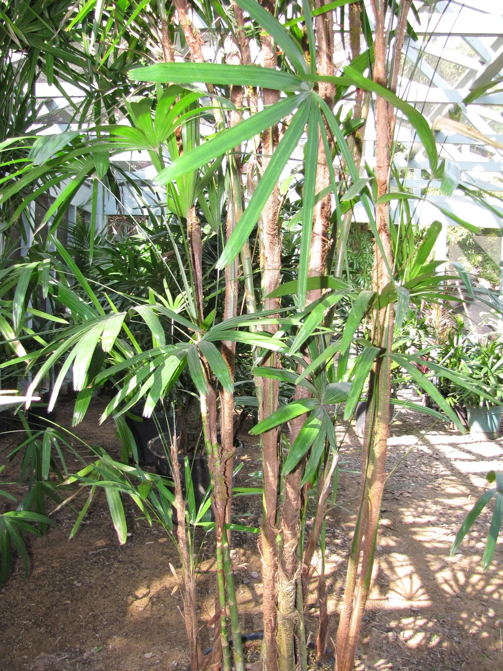 Lady Palm (Rhapis Excelsa) — from low indirect light to partial shade