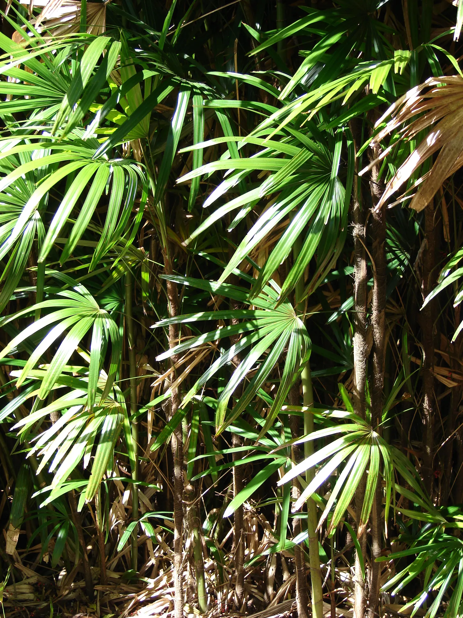 Lady Palm (Rhapis Excelsa) — Lady Palm, Rhapis excelsa, is an elegant, slow-growing fan palm that thrives in partial shade; suitable for both indoor and