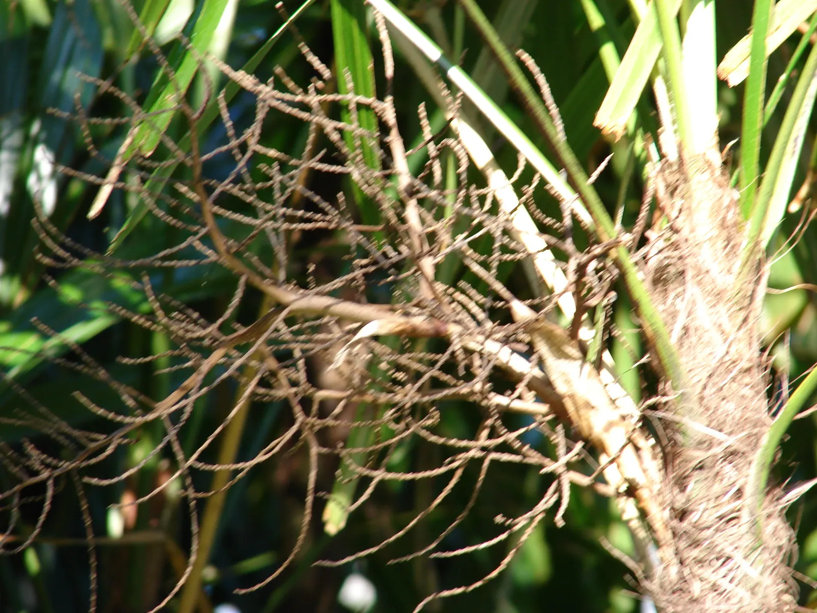 Lady Palm (Rhapis Excelsa) — depending on its environment and care.<br><br>Noted for its fan-shaped; a versatile potted or understory plant, it, image 59