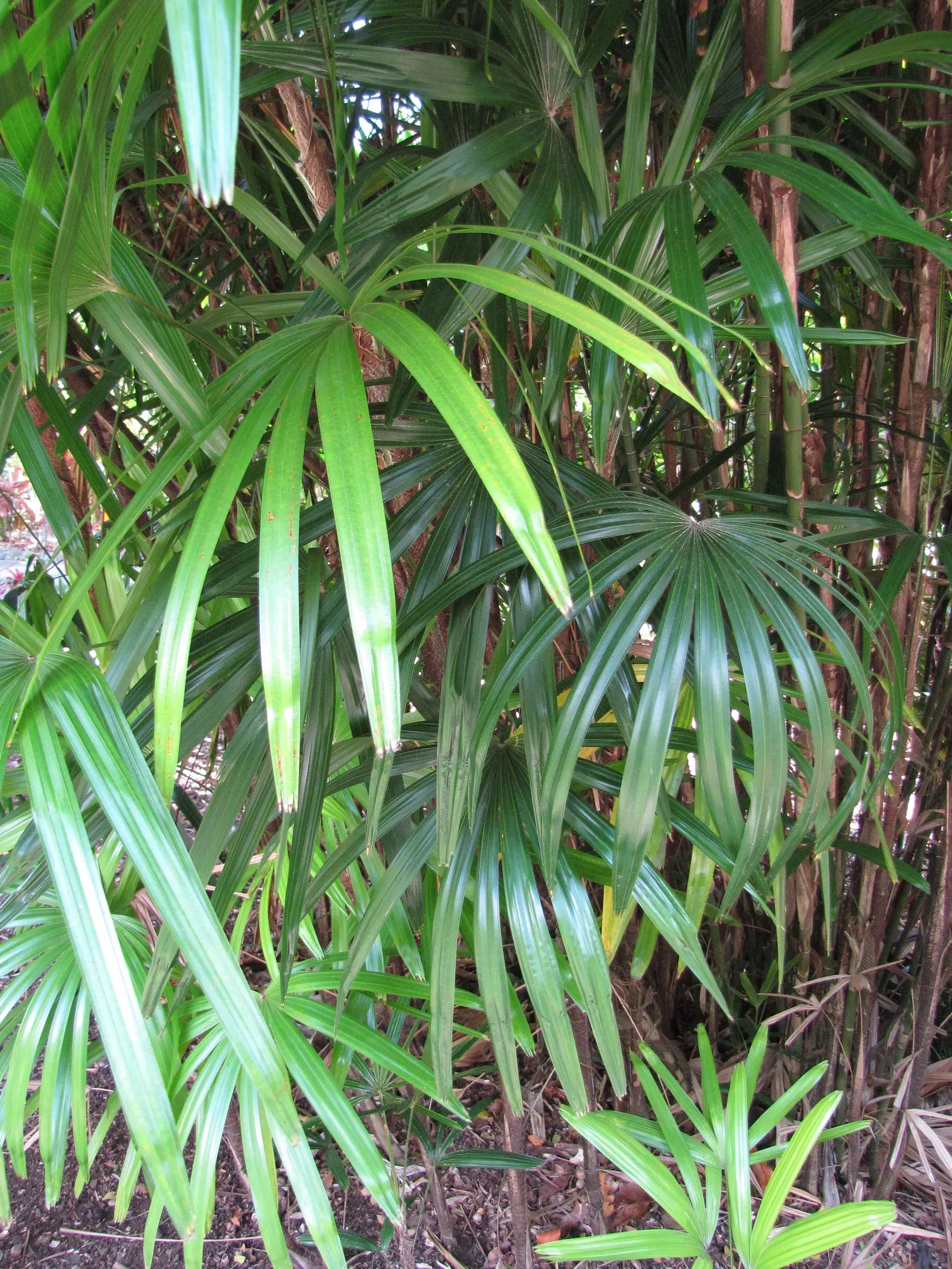 Lady Palm (Rhapis Excelsa) — It prefers well-draining soil and consistent moisture to maintain its vibrant appearance; it's cold-hardy up to 25 degrees