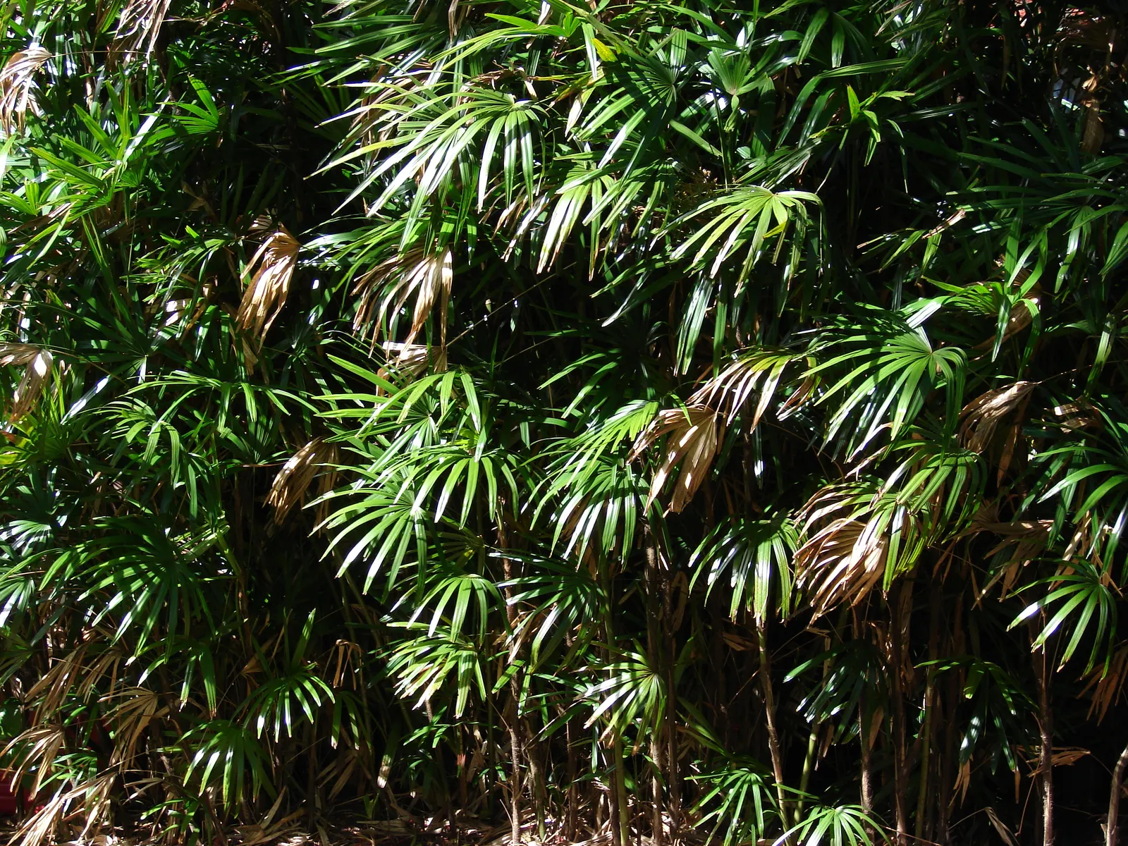 Lady Palm (Rhapis Excelsa) — grass / palm for deep shade or half or shade