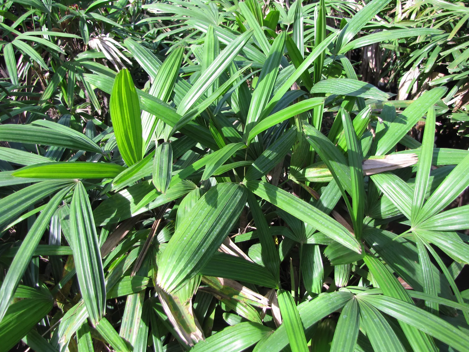 Lady Palm (Rhapis Excelsa) — from low indirect light to partial shade; the Lady Palm, Rhapis excelsa, is an elegant, slow-growing palm that hails, image 45