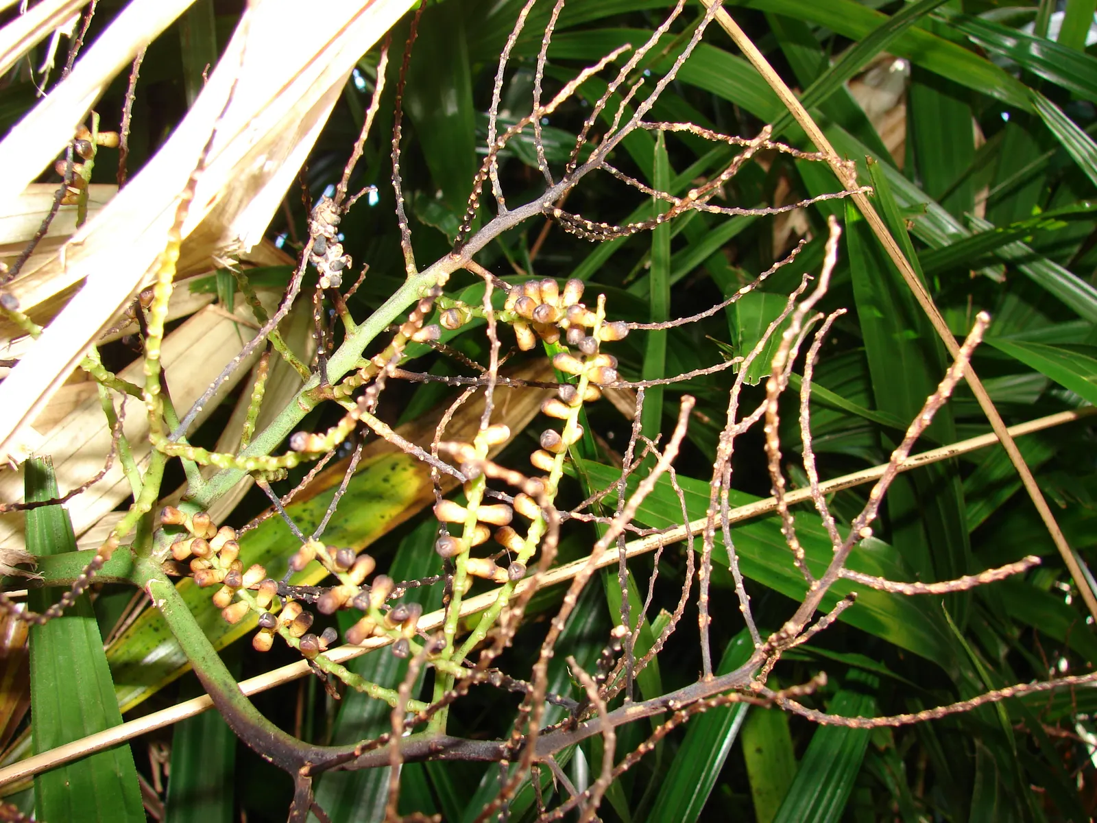 Lady Palm (Rhapis Excelsa) — grass / palm for deep shade or half or shade; in addition to its moisture needs