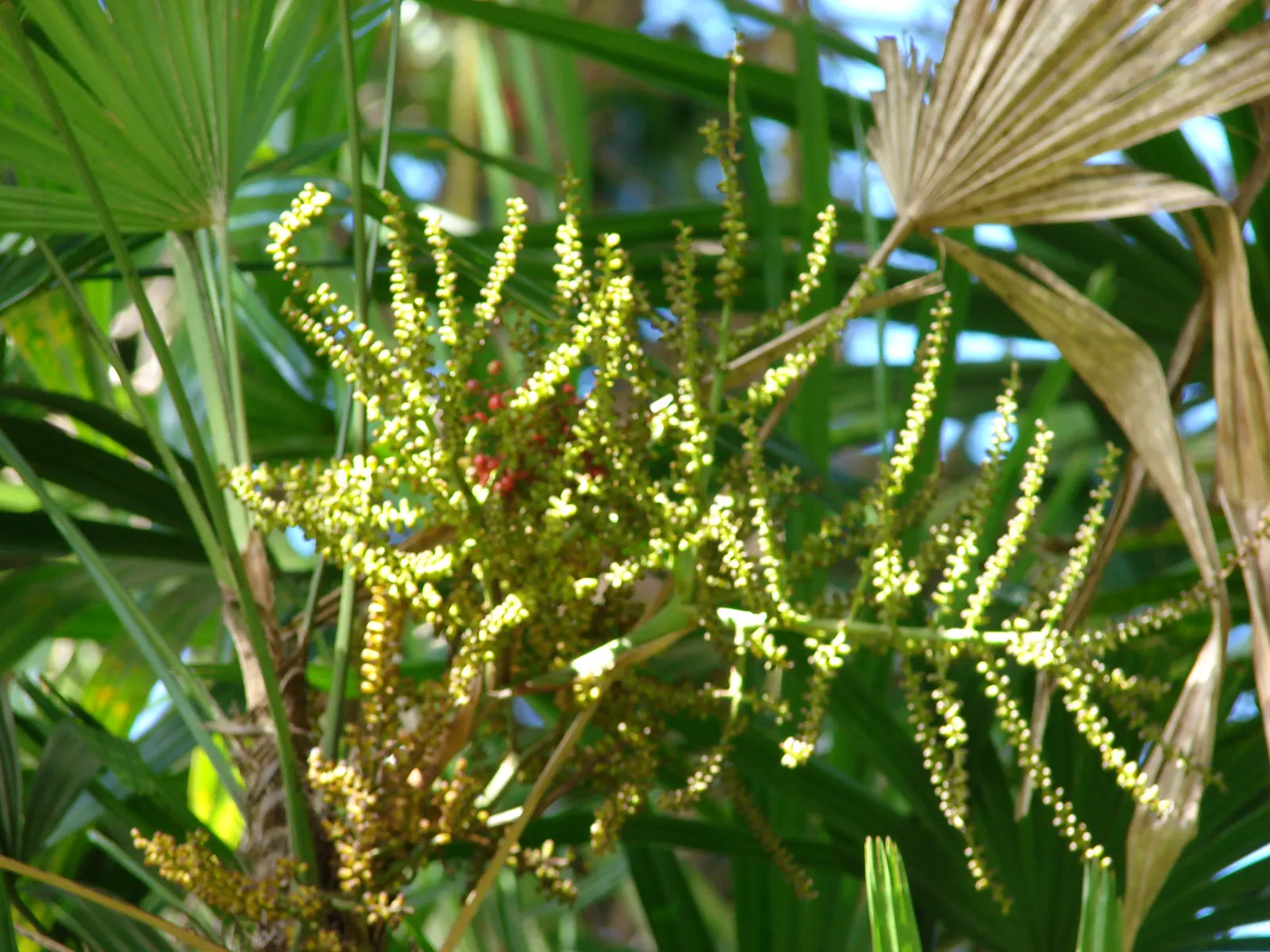 Lady Palm (Rhapis Excelsa) — glossy fronds give this air-purifying plant a lush; lady Palm, Rhapis excelsa, is an elegant, slow-growing fan palm that thrives
