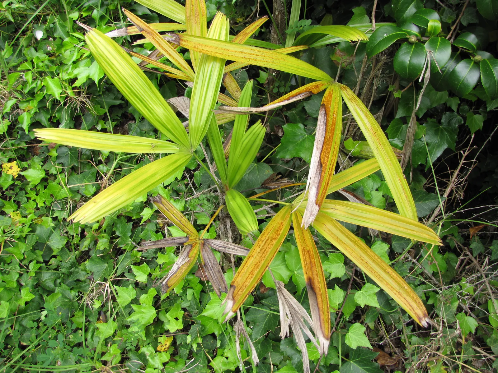Lady Palm (Rhapis Excelsa) — fertile soil with a neutral to slightly acidic pH