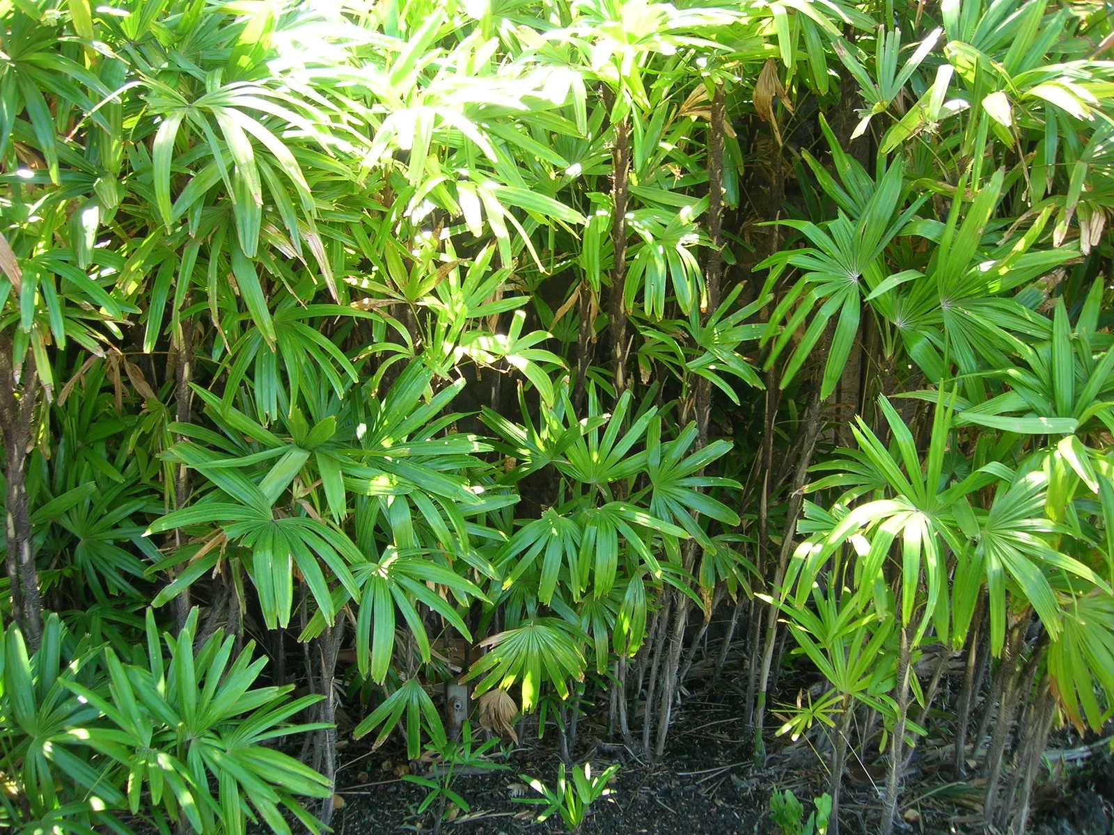 Lady Palm (Rhapis Excelsa) — Lady Palm can thrive in a range of light conditions