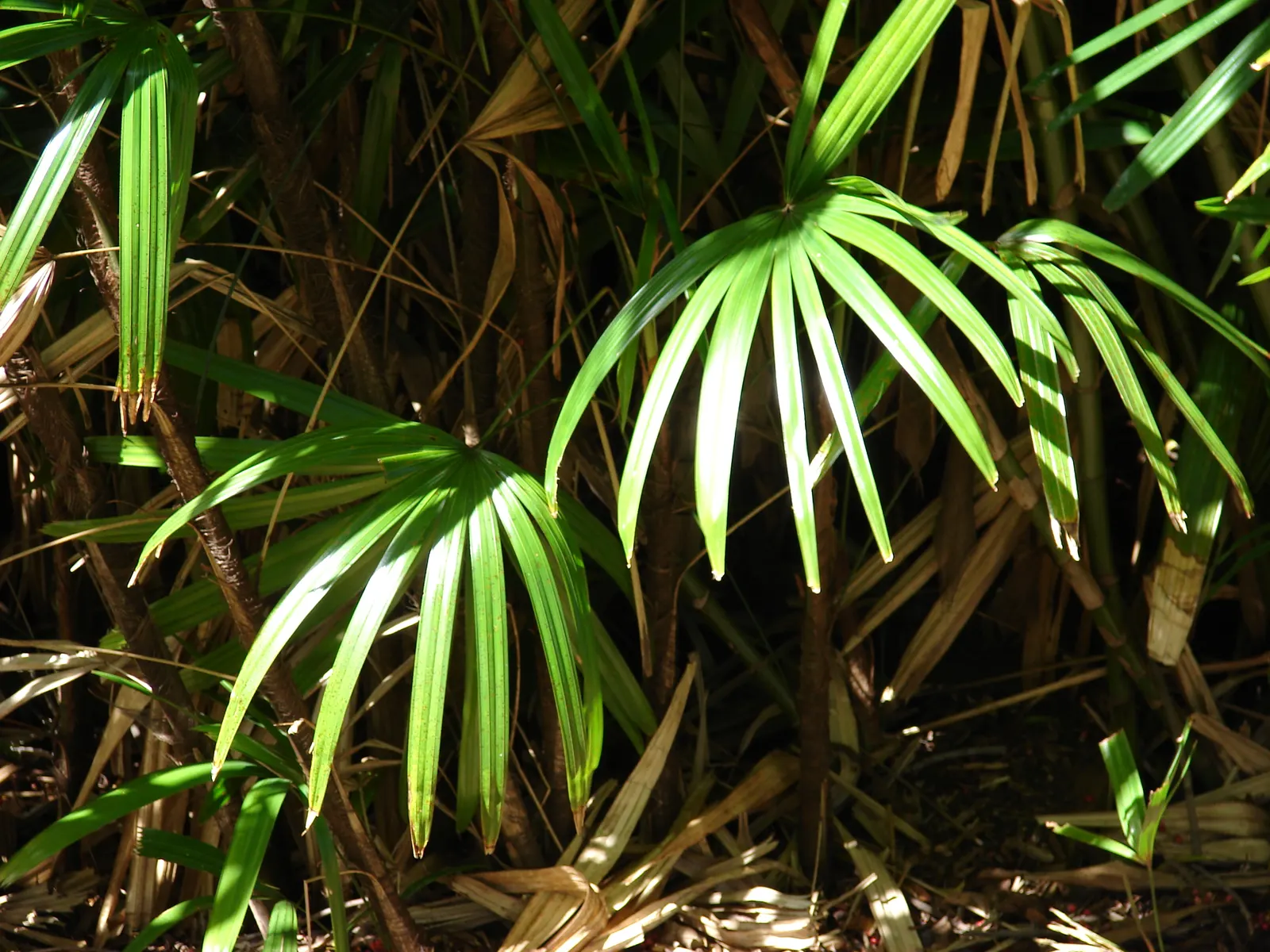 Lady Palm (Rhapis Excelsa) — In addition to its moisture needs
