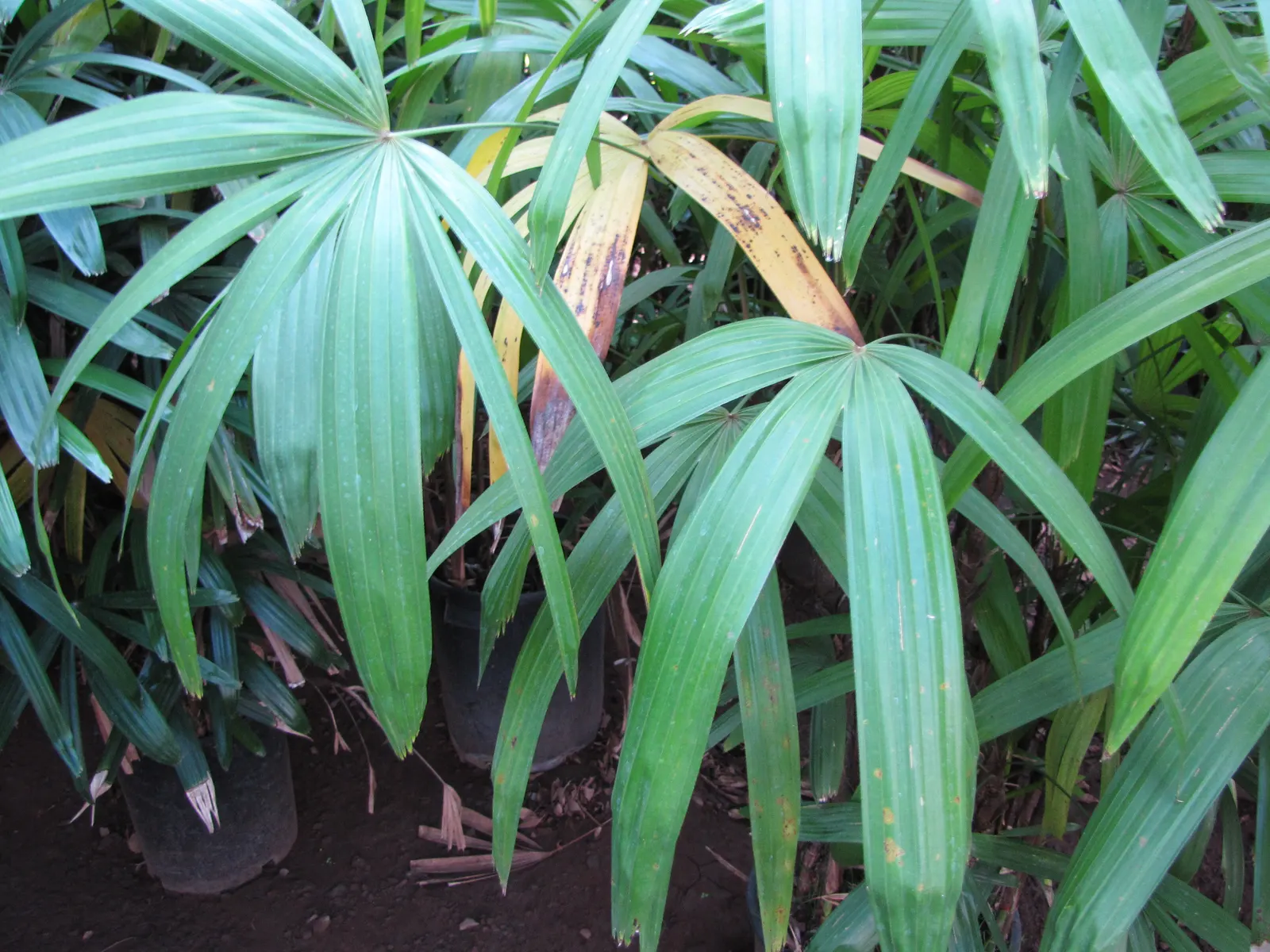 Lady Palm (Rhapis Excelsa) — glossy fronds give this air-purifying plant a lush; lady Palm, Rhapis excelsa, is an elegant, slow-growing fan palm, image 37