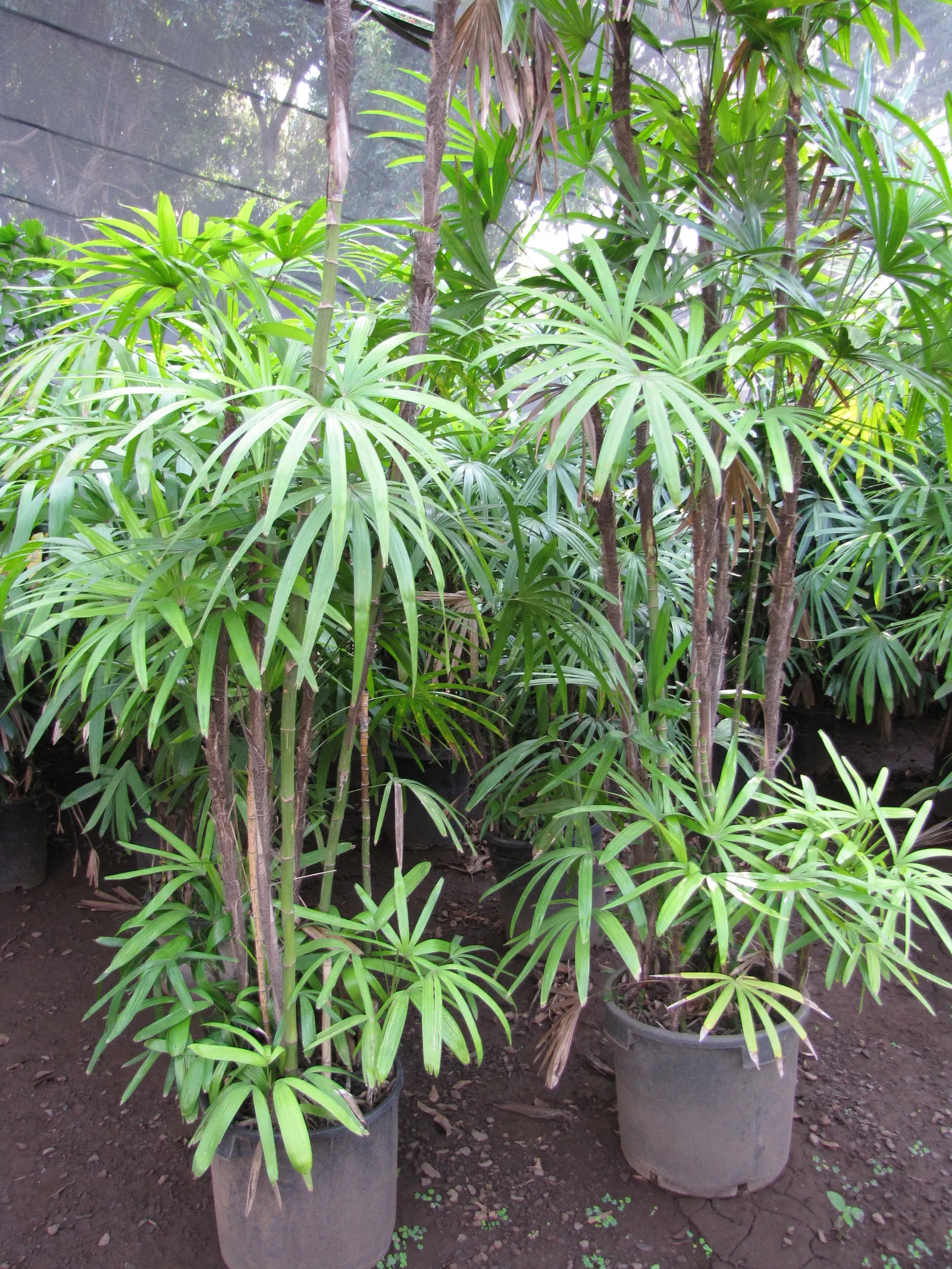 Lady Palm (Rhapis Excelsa) — The Lady Palm, Rhapis excelsa, is an elegant, slow-growing palm that hails from Southeast Asia; it prefers well-draining soil and