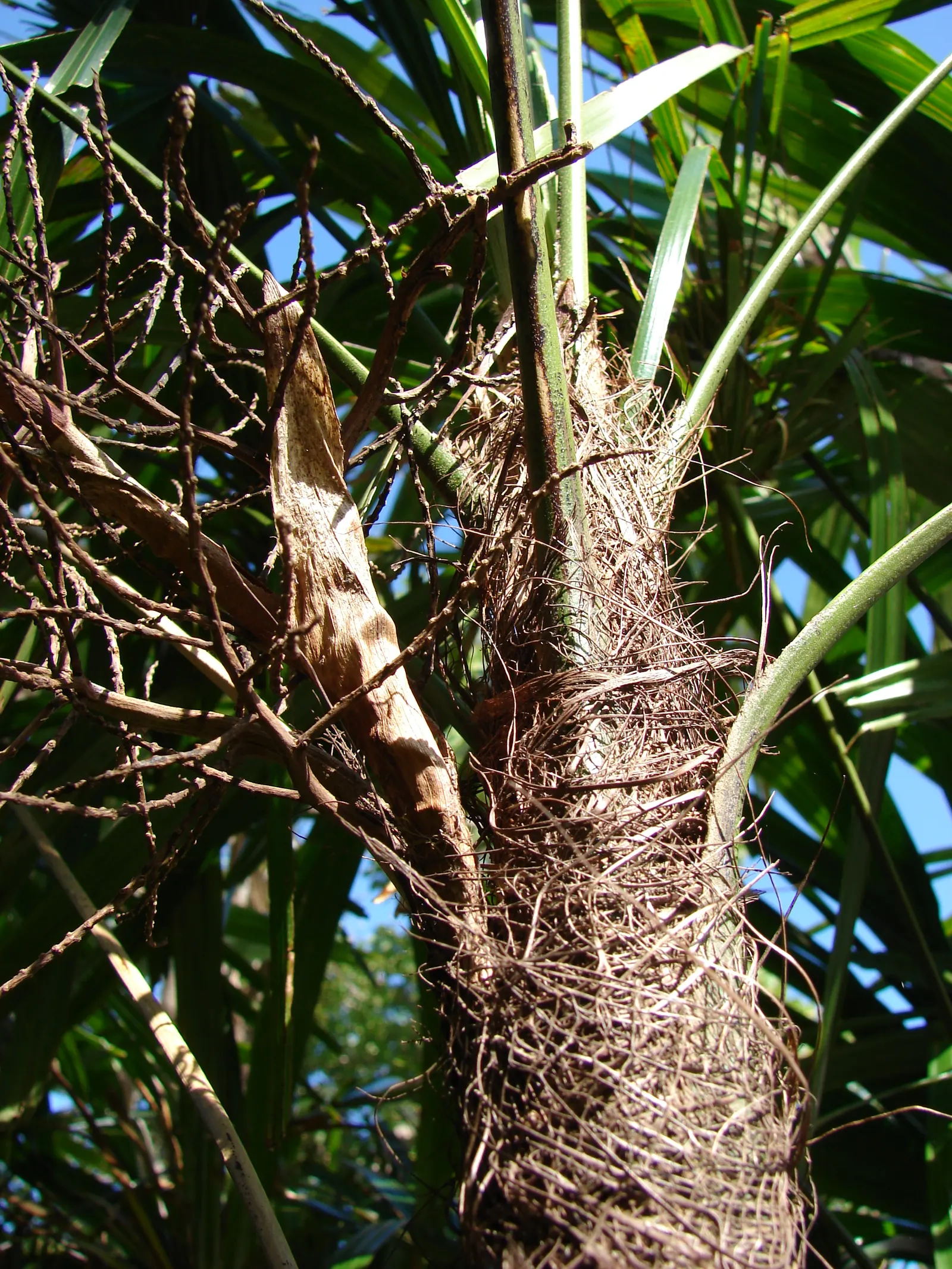Lady Palm (Rhapis Excelsa) — the Lady Palm is a compelling selection; this versatile plant is ideal for landscape designs intent on evoking a lush