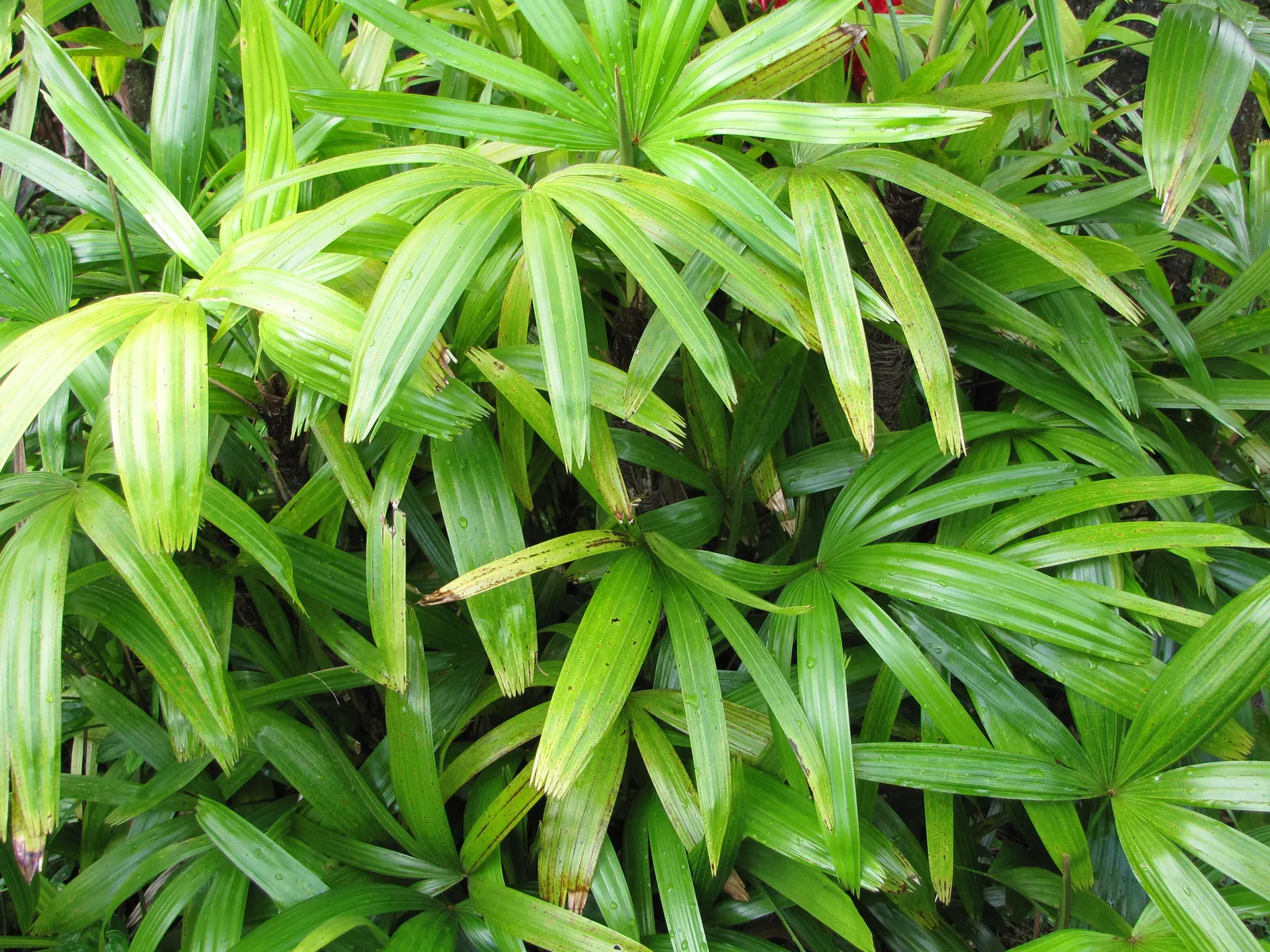 Lady Palm (Rhapis Excelsa) — it's cold-hardy up to 25 degrees Fahrenheit; grass / palm for deep shade or half or shade