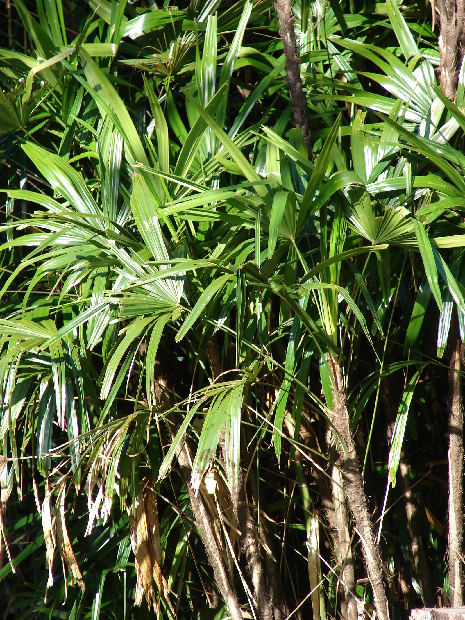Lady Palm (Rhapis Excelsa) — Rhapis excelsa is recognized for its excellent air-purifying qualities.<br><br>This palm prefers well-draining