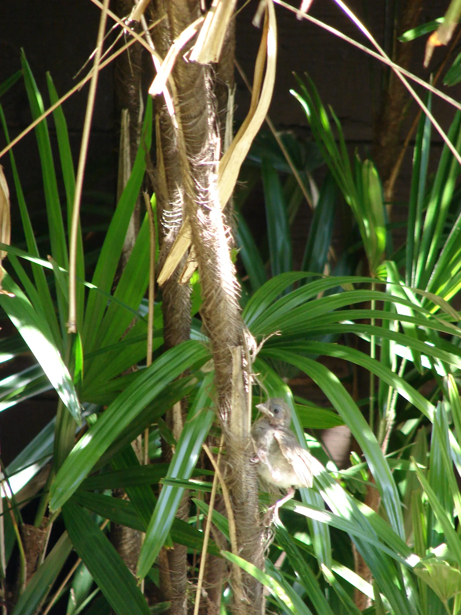 Lady Palm (Rhapis Excelsa) — suitable for both indoor and outdoor settings; depending on its environment and care.<br><br>Noted for its fan-shaped