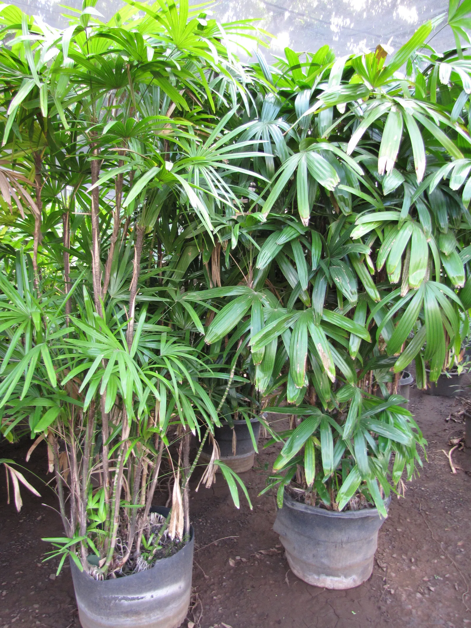 Lady Palm (Rhapis Excelsa) — Lady Palm can thrive in a range of light conditions; the Lady Palm is a compelling selection