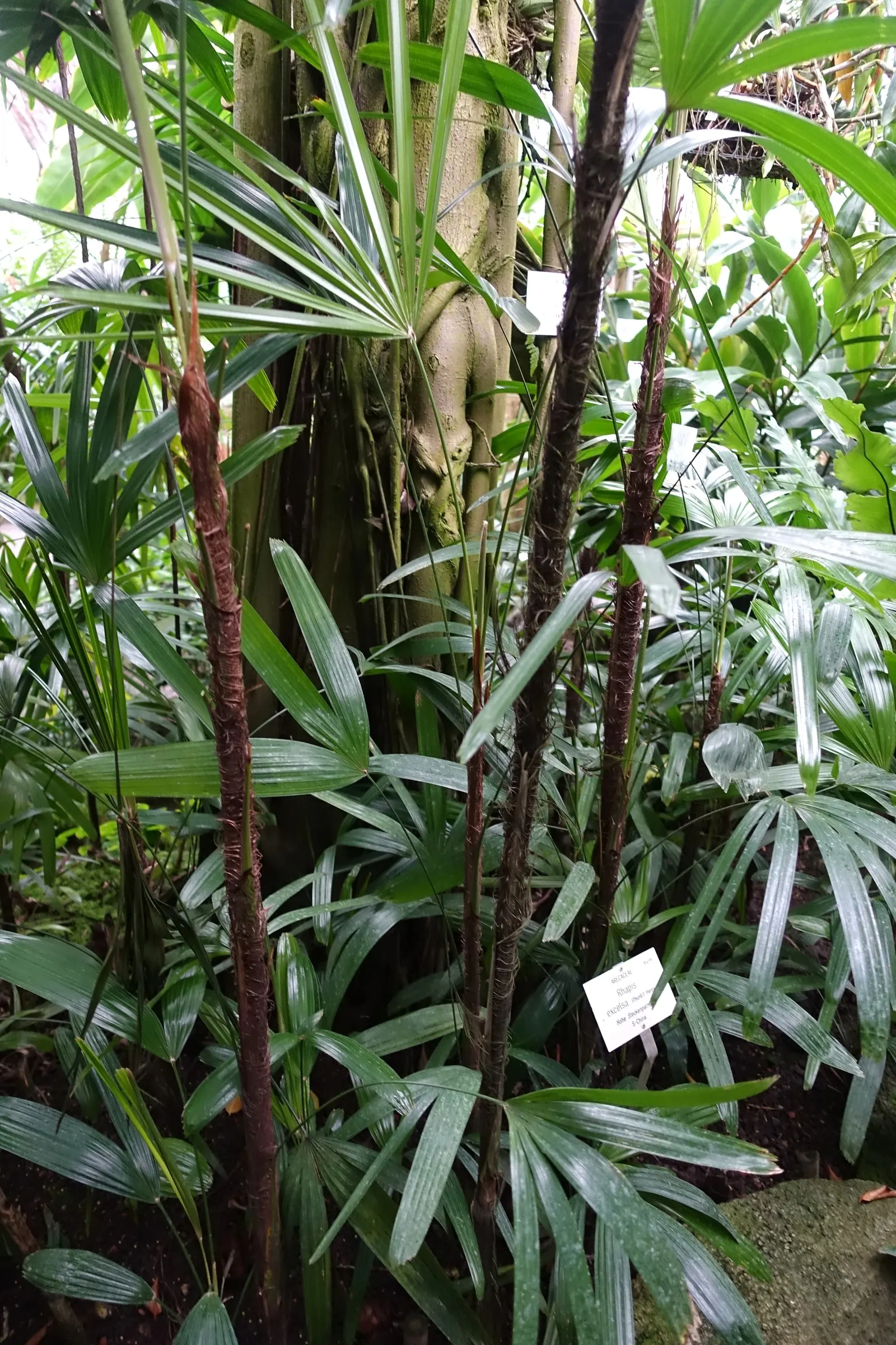 Lady Palm (Rhapis Excelsa) — glossy fronds give this air-purifying plant a lush
