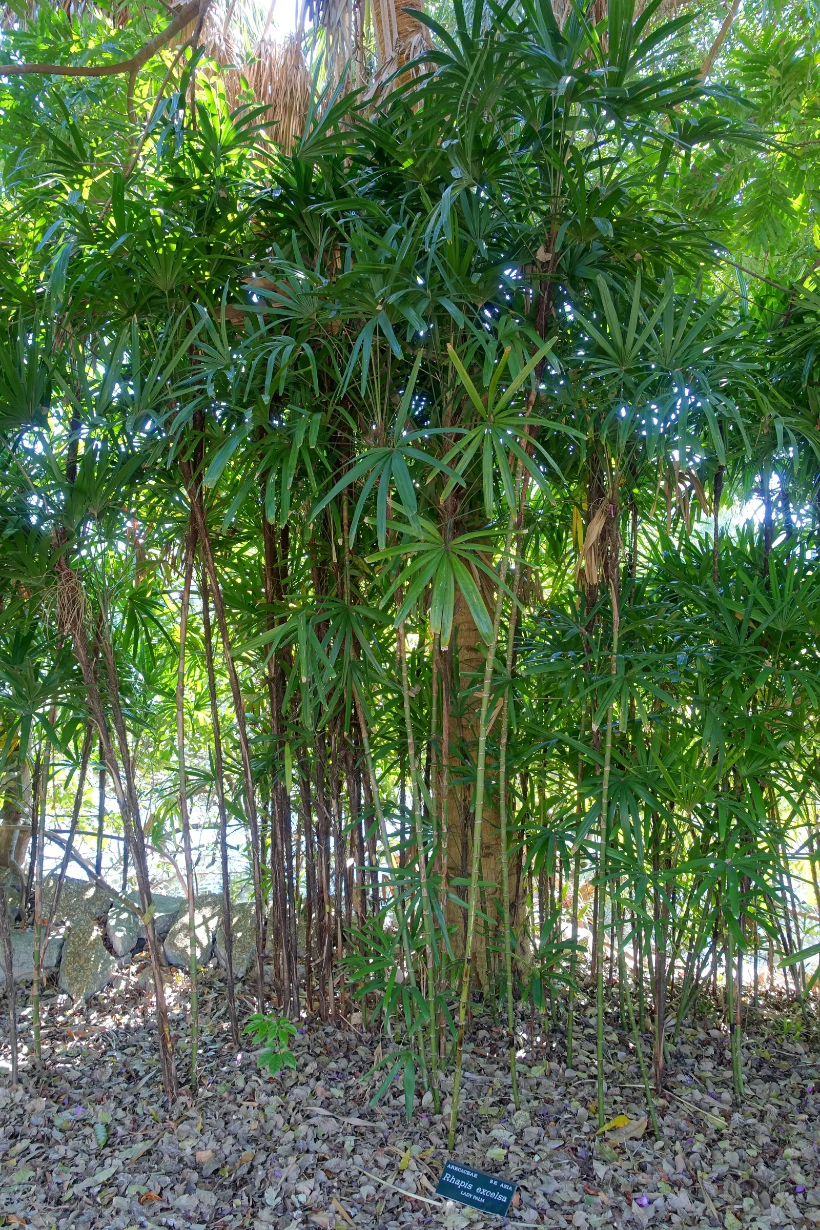 Lady Palm (Rhapis Excelsa) — suitable for both indoor and outdoor settings