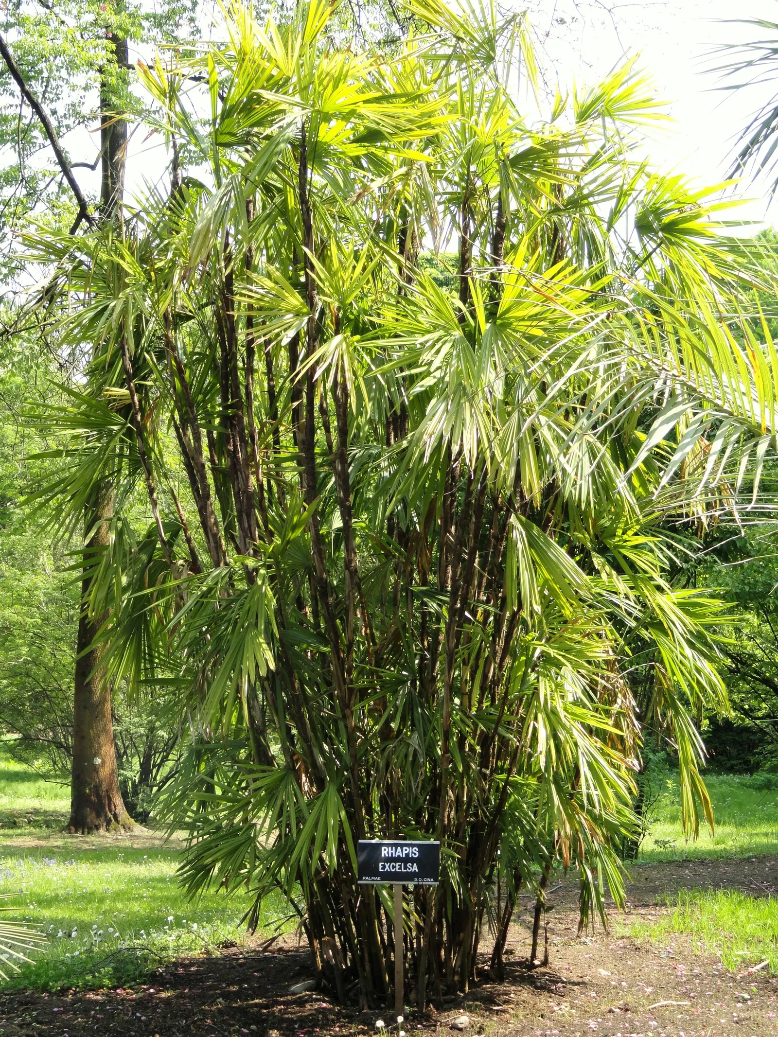 Lady Palm (Rhapis Excelsa) — The Lady Palm, Rhapis excelsa, is an elegant, slow-growing palm that hails from Southeast Asia