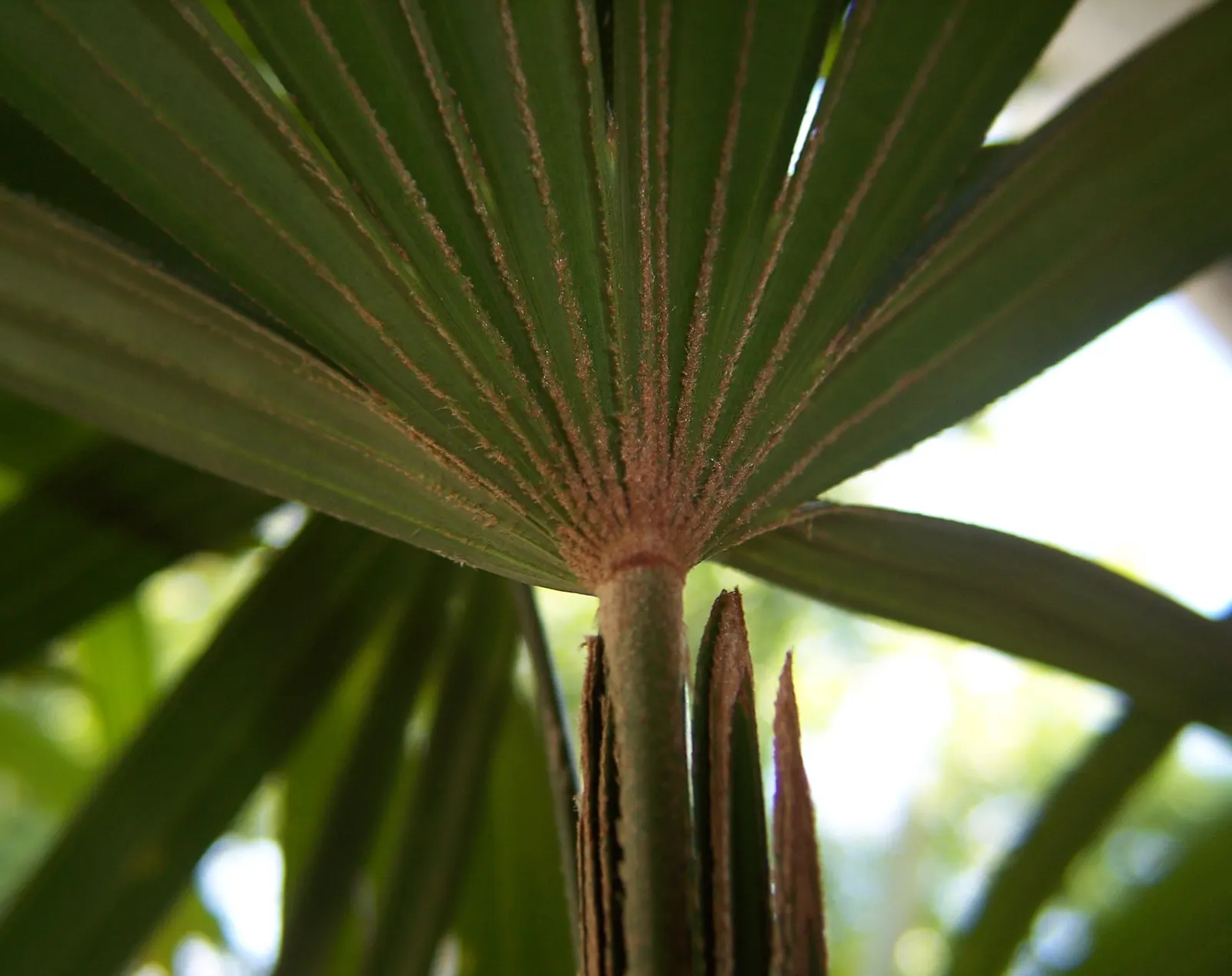 Lady Palm (Rhapis Excelsa) — depending on its environment and care.<br><br>Noted for its fan-shaped