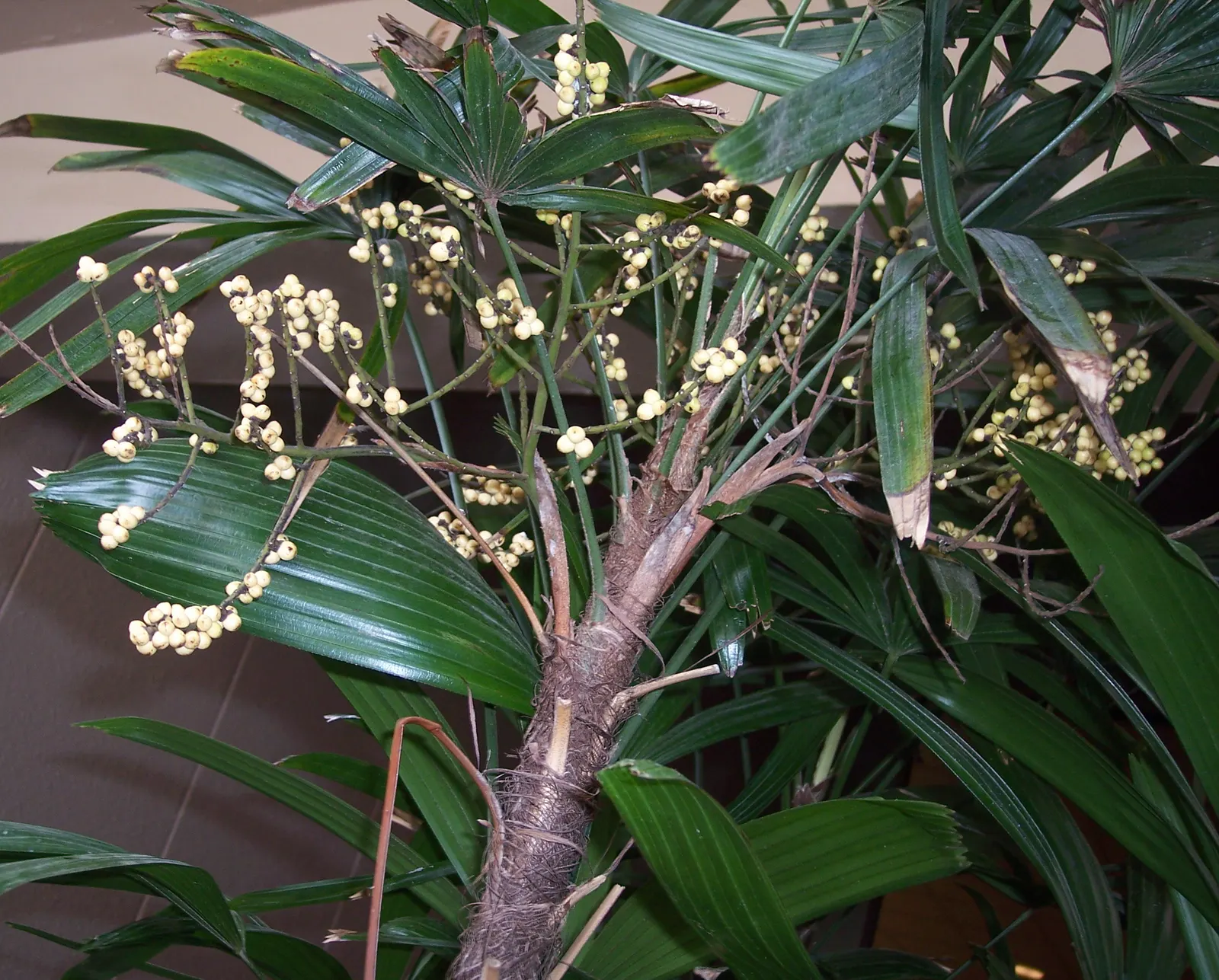 Lady Palm (Rhapis Excelsa) — This versatile plant is ideal for landscape designs intent on evoking a lush