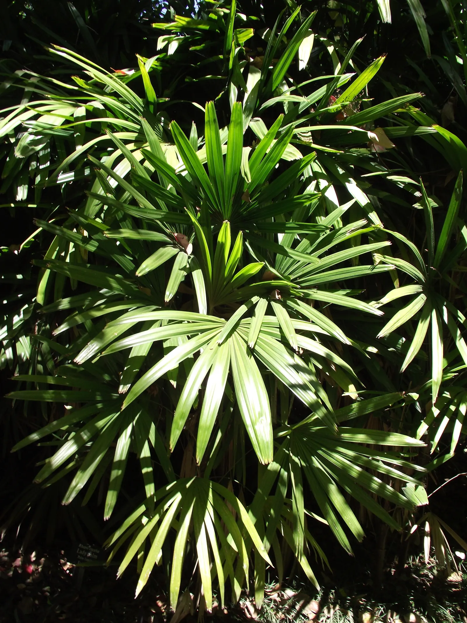 Lady Palm (Rhapis Excelsa) — It prefers well-draining soil and consistent moisture to maintain its vibrant appearance
