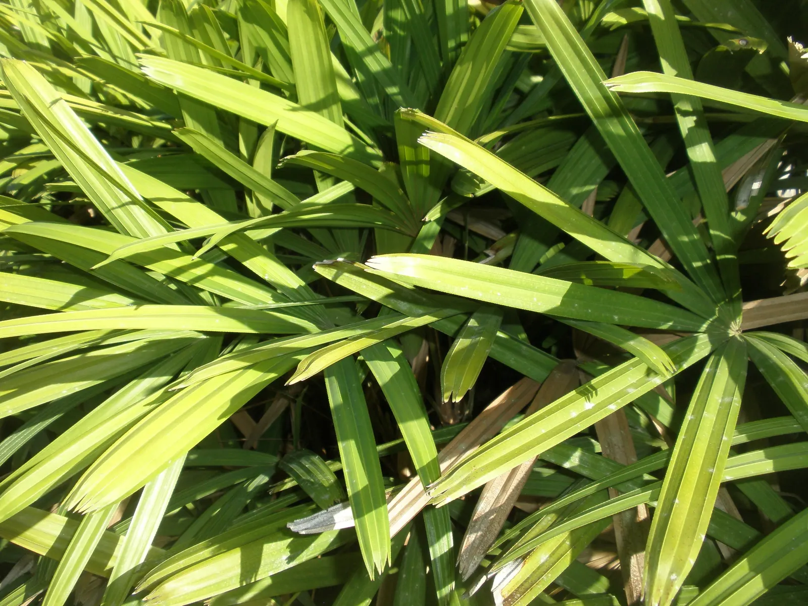 Lady Palm (Rhapis Excelsa) — Lady Palm, Rhapis excelsa, is an elegant, slow-growing fan palm that thrives in partial shade