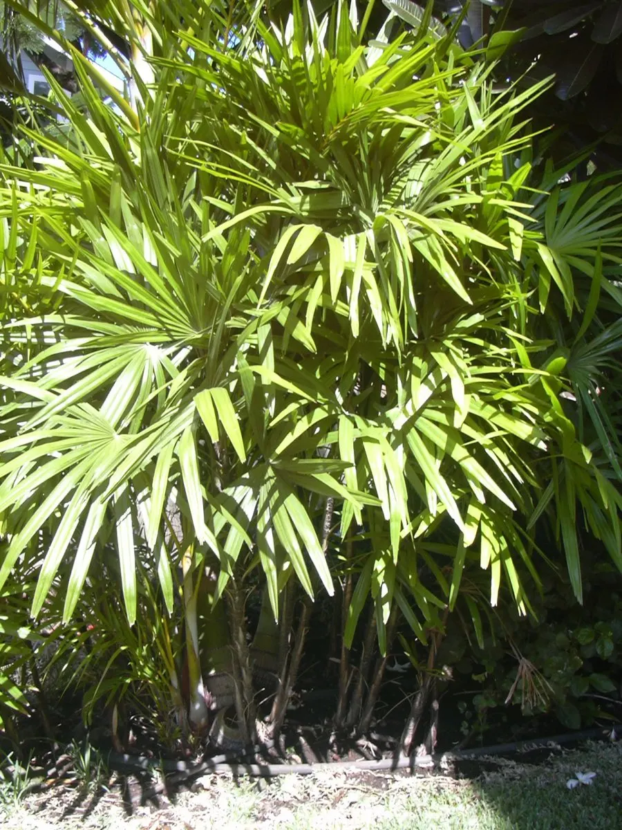Lady Palm (Rhapis Excelsa) — A versatile potted or understory plant, it reaches an ultimate height of 5-8 feet with a spread of 3-5 feet