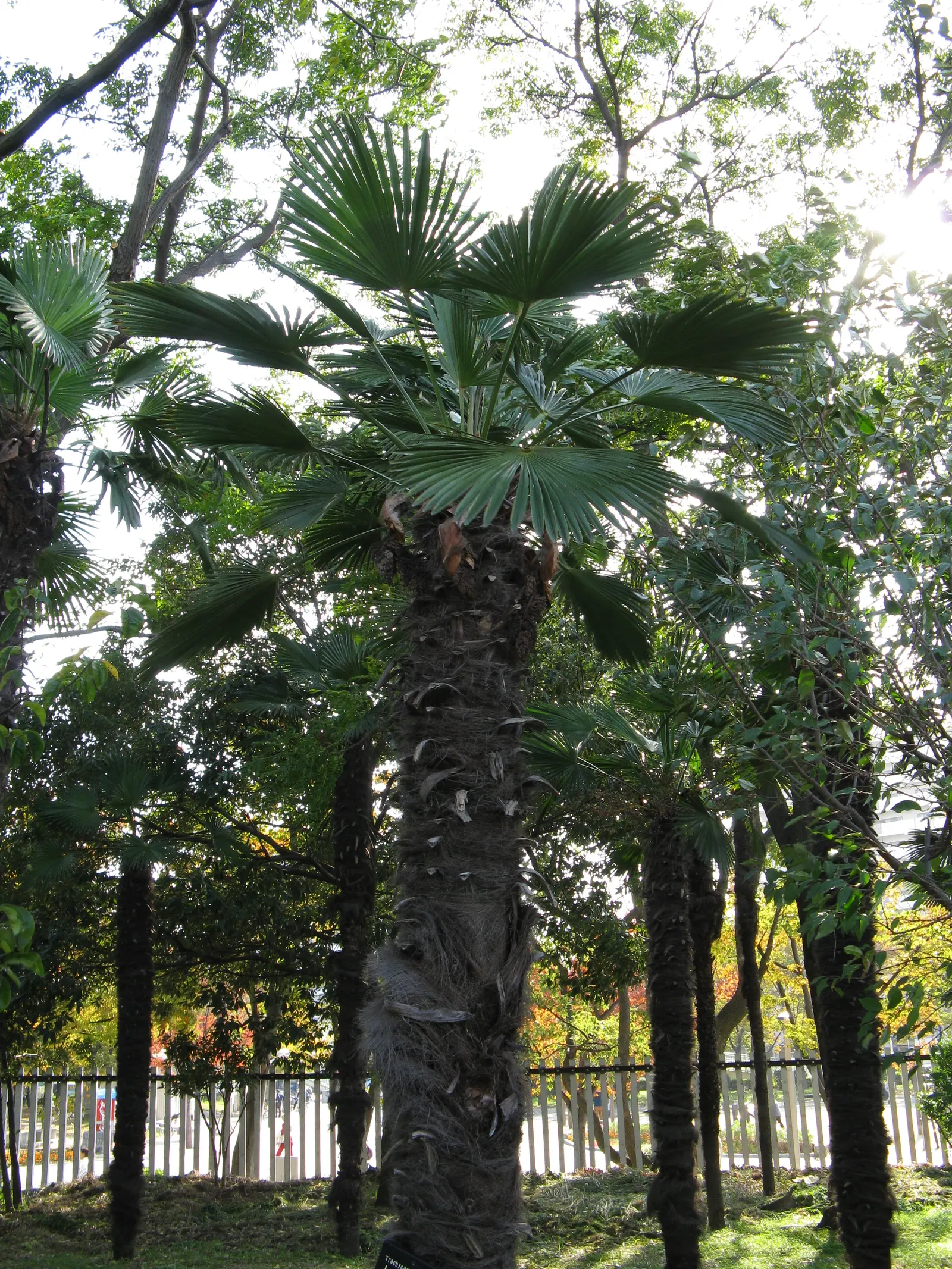 Waggie Palm (Trachycarpus Wagnerianus) — being able to withstand temperatures down to about 5°F