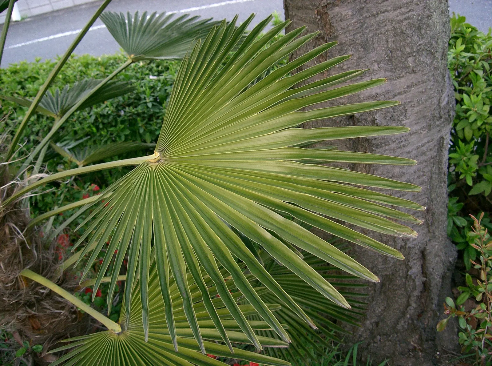 Waggie Palm (Trachycarpus Wagnerianus) — Low maintenance; minimal watering once established
