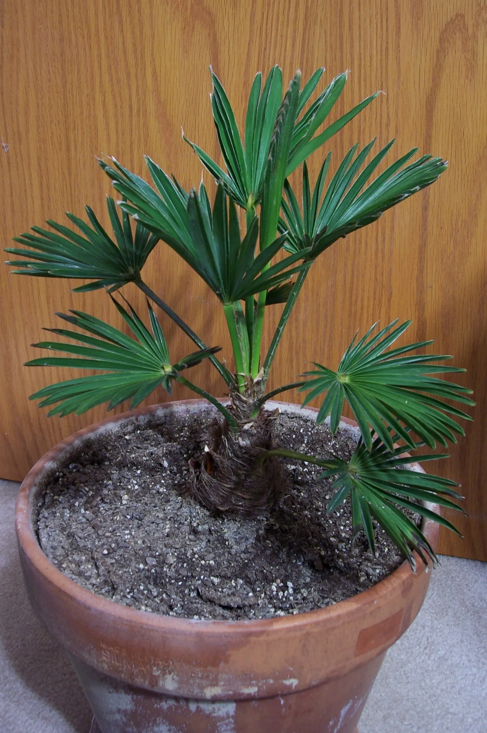 Waggie Palm (Trachycarpus Wagnerianus) — Waggie Palm (Trachycarpus wagnerianus), a small to medium-sized hardy evergreen palm, thrives in Zones 7b-11