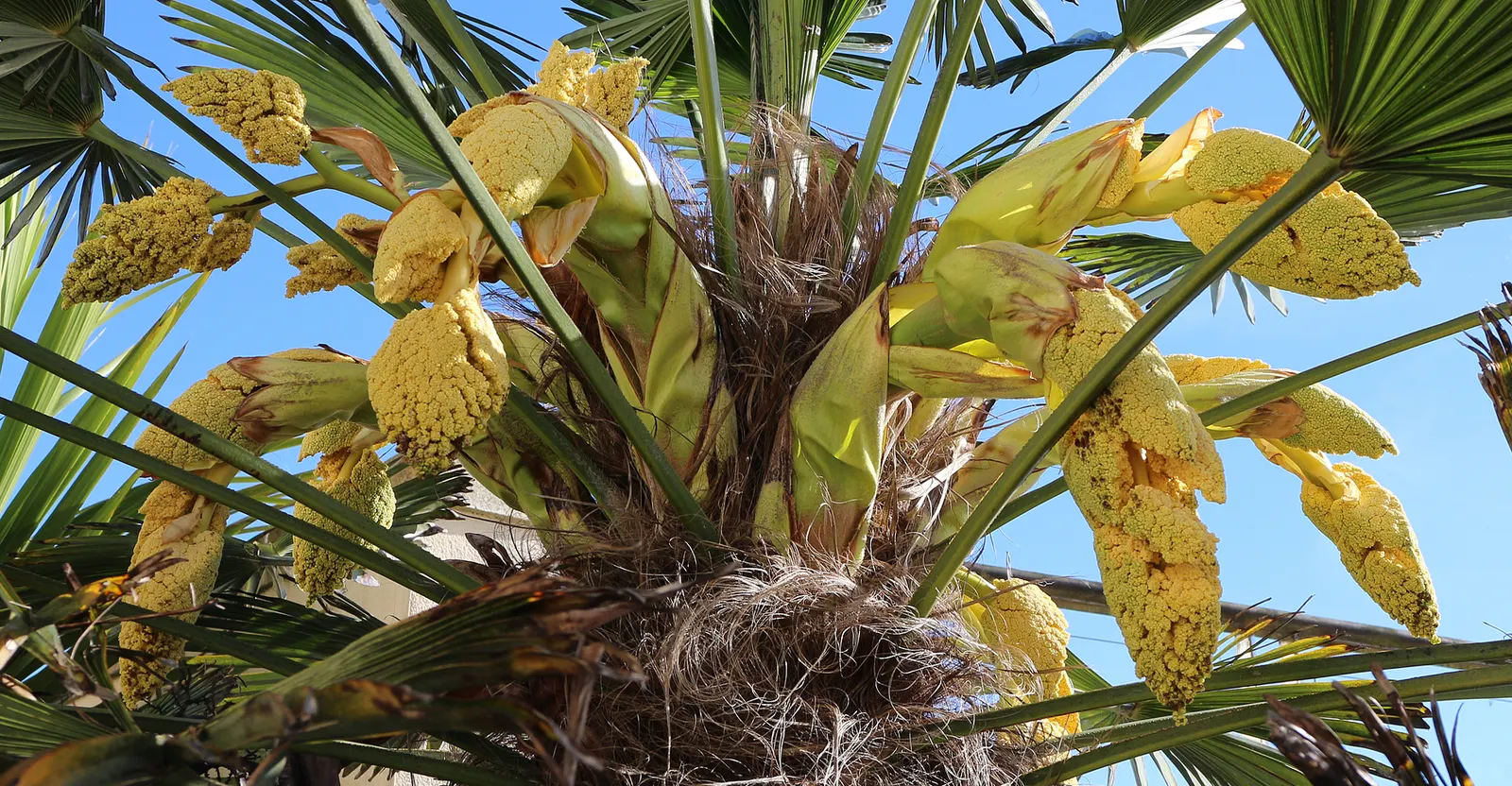 Waggie Palm (Trachycarpus Wagnerianus) — it is a cultivar of Trachycarpus fortunei