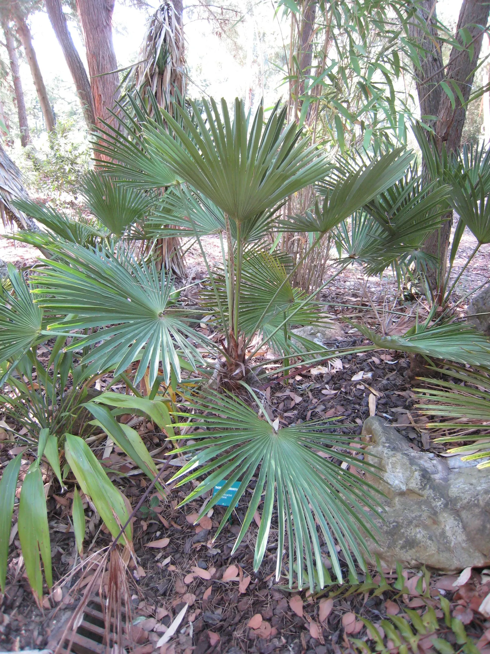 Waggie Palm (Trachycarpus Wagnerianus) — Notable for its compact, glossy, fan-shaped leaves, this palm withstands wind well