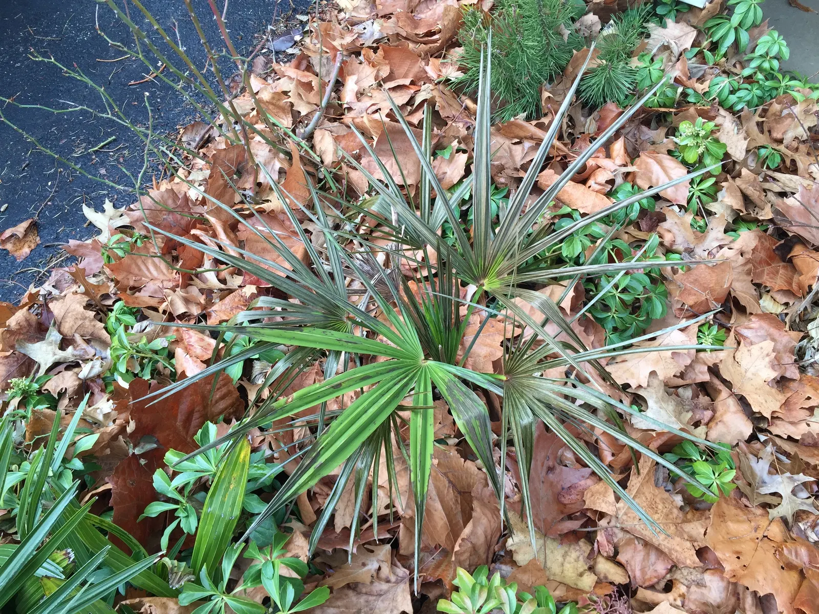 Waggie Palm (Trachycarpus Wagnerianus) — cold-hardy palm that is highly sought after for its versatility and resilience in various climates